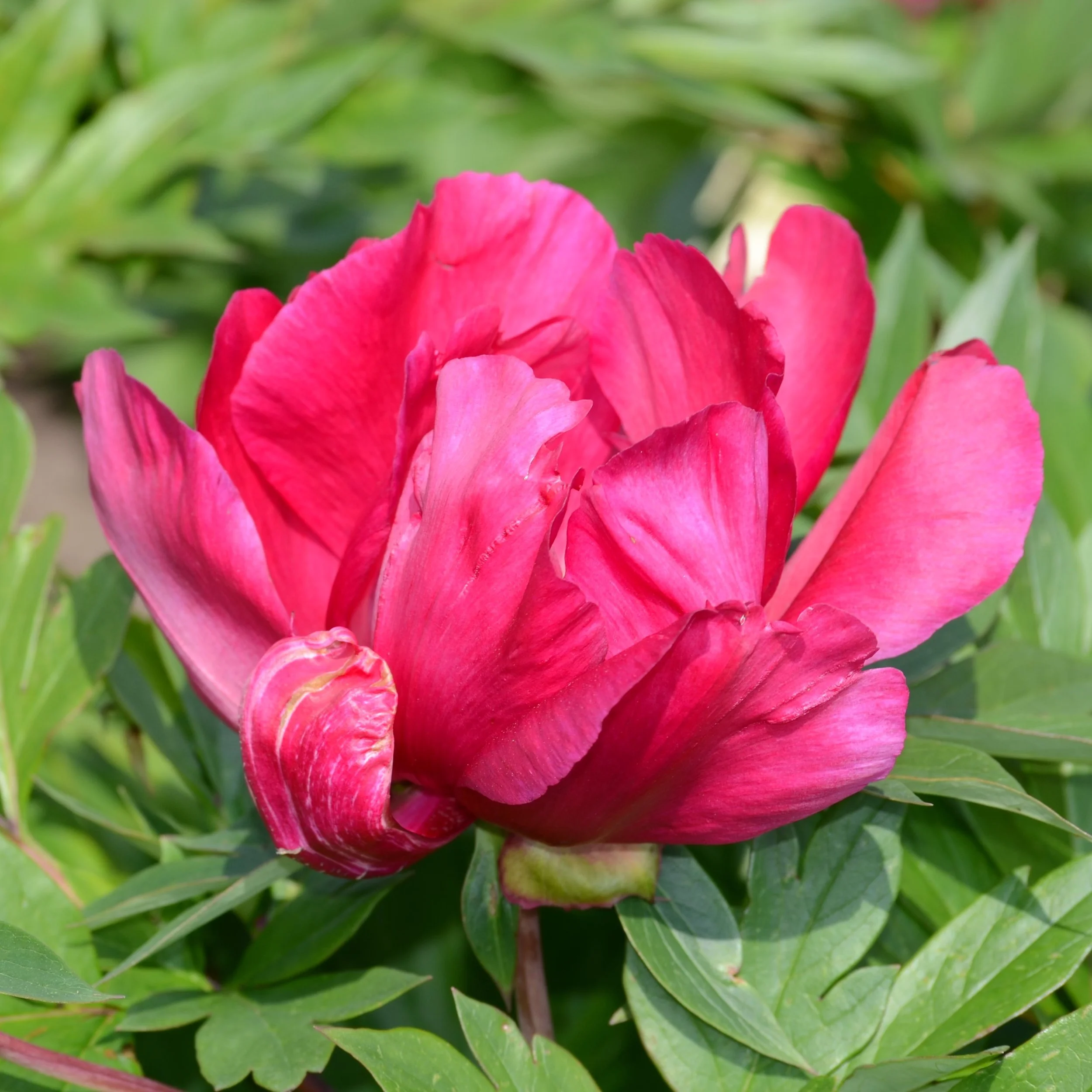 Herbaceous Peonies Intersectional Peonies — Binny Plants