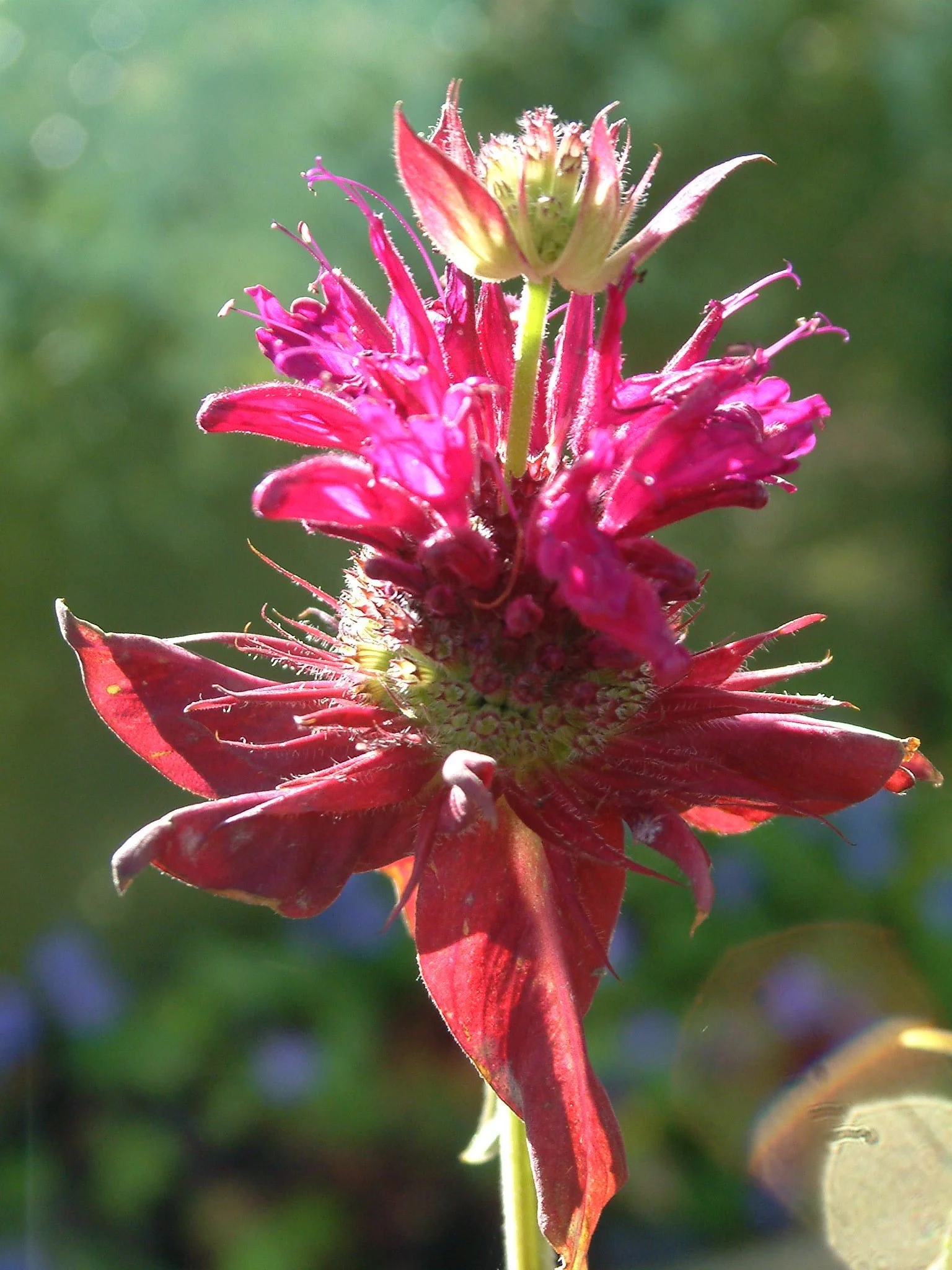 monarda-fistulosa-binny-plants