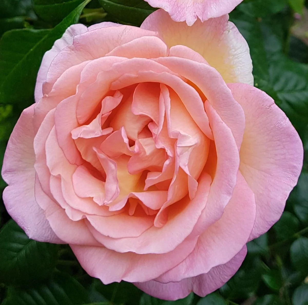 Rosa 'Sweet Syrie'