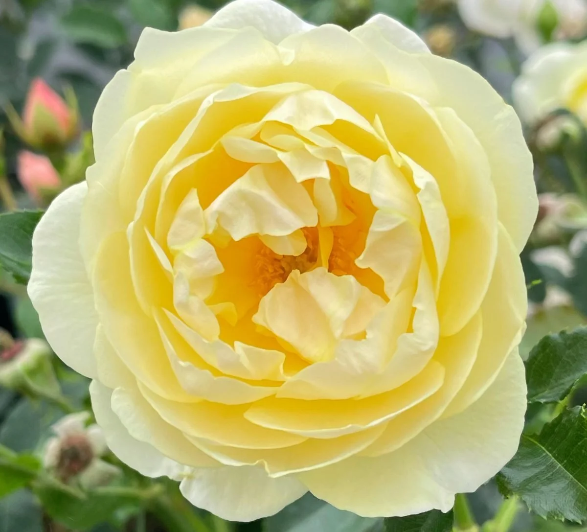 Rosa 'Virginia McKenna OBE'