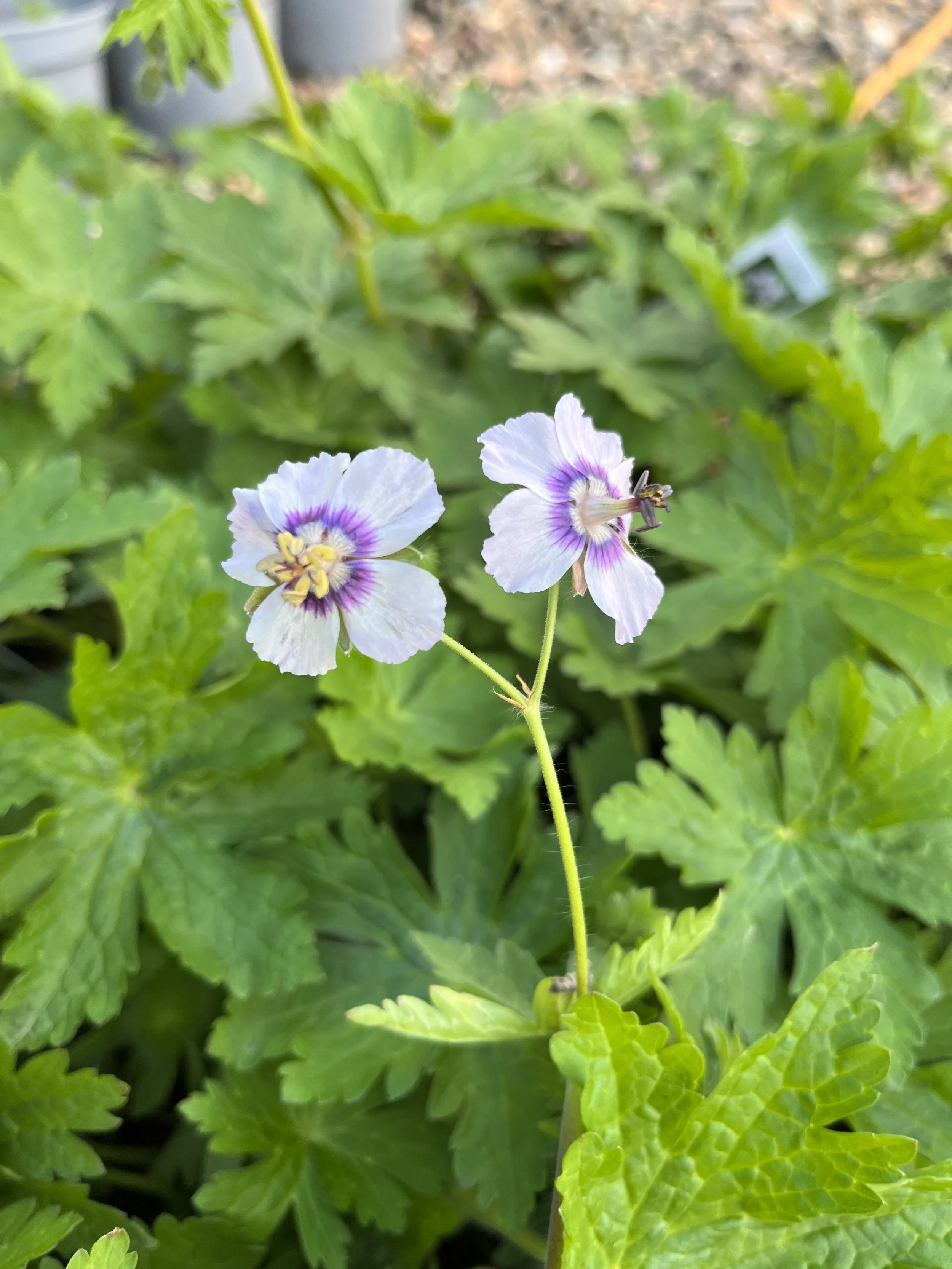 Geranium 'Rozanne' — Binny Nursery