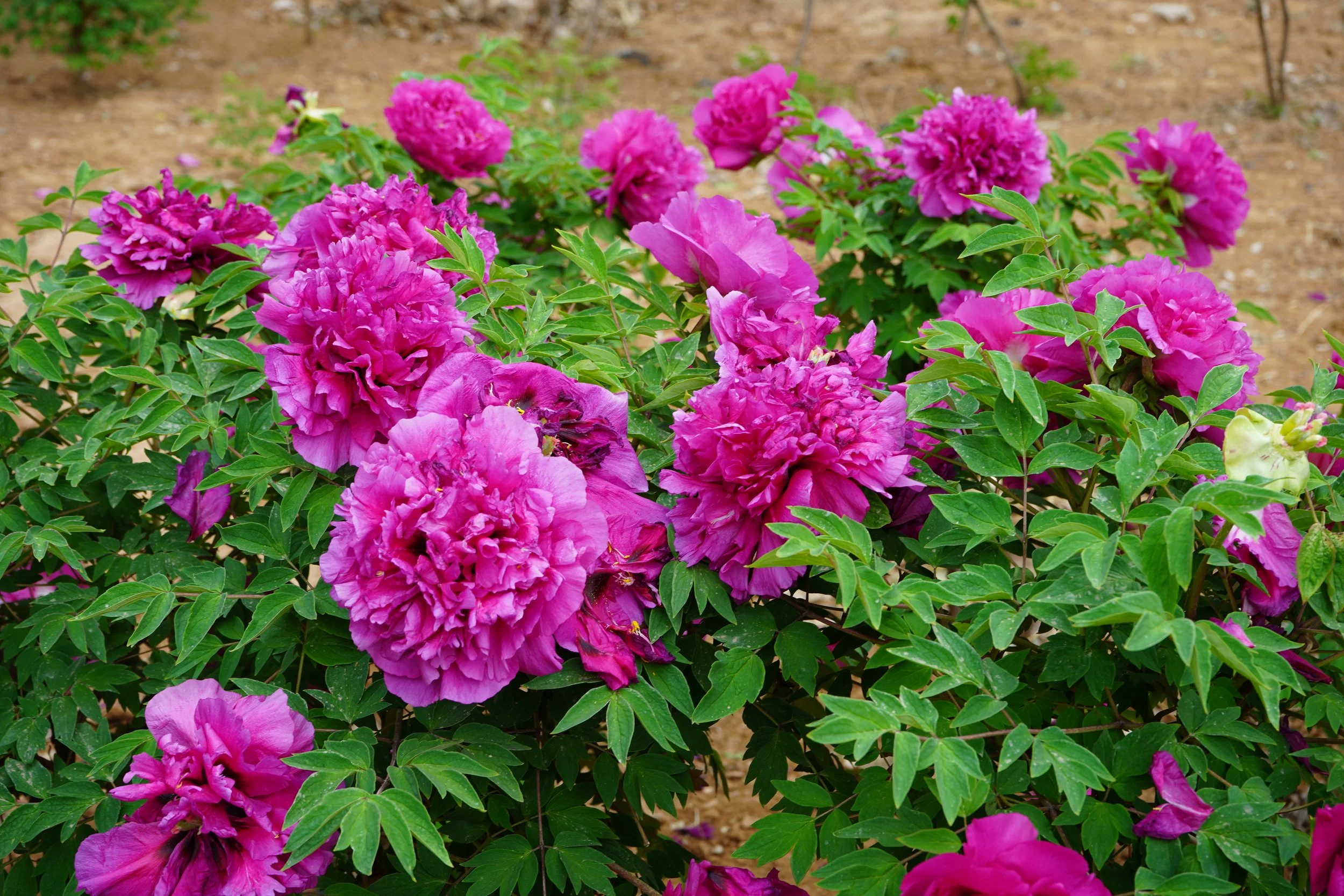 paeonia-tree-golden-vanity-binny-plants