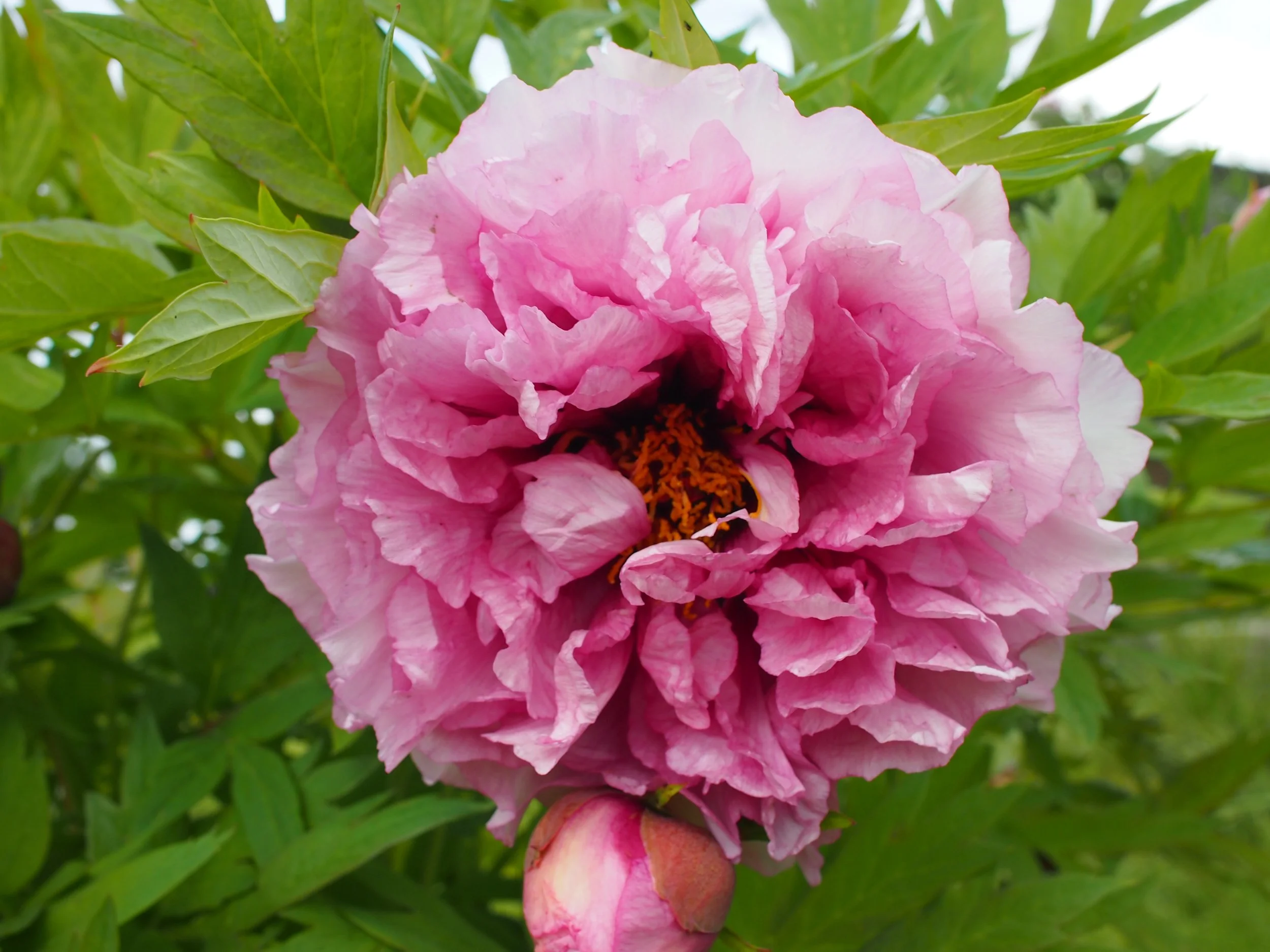 paeonia-tree-waucedah-princess-binny-nursery
