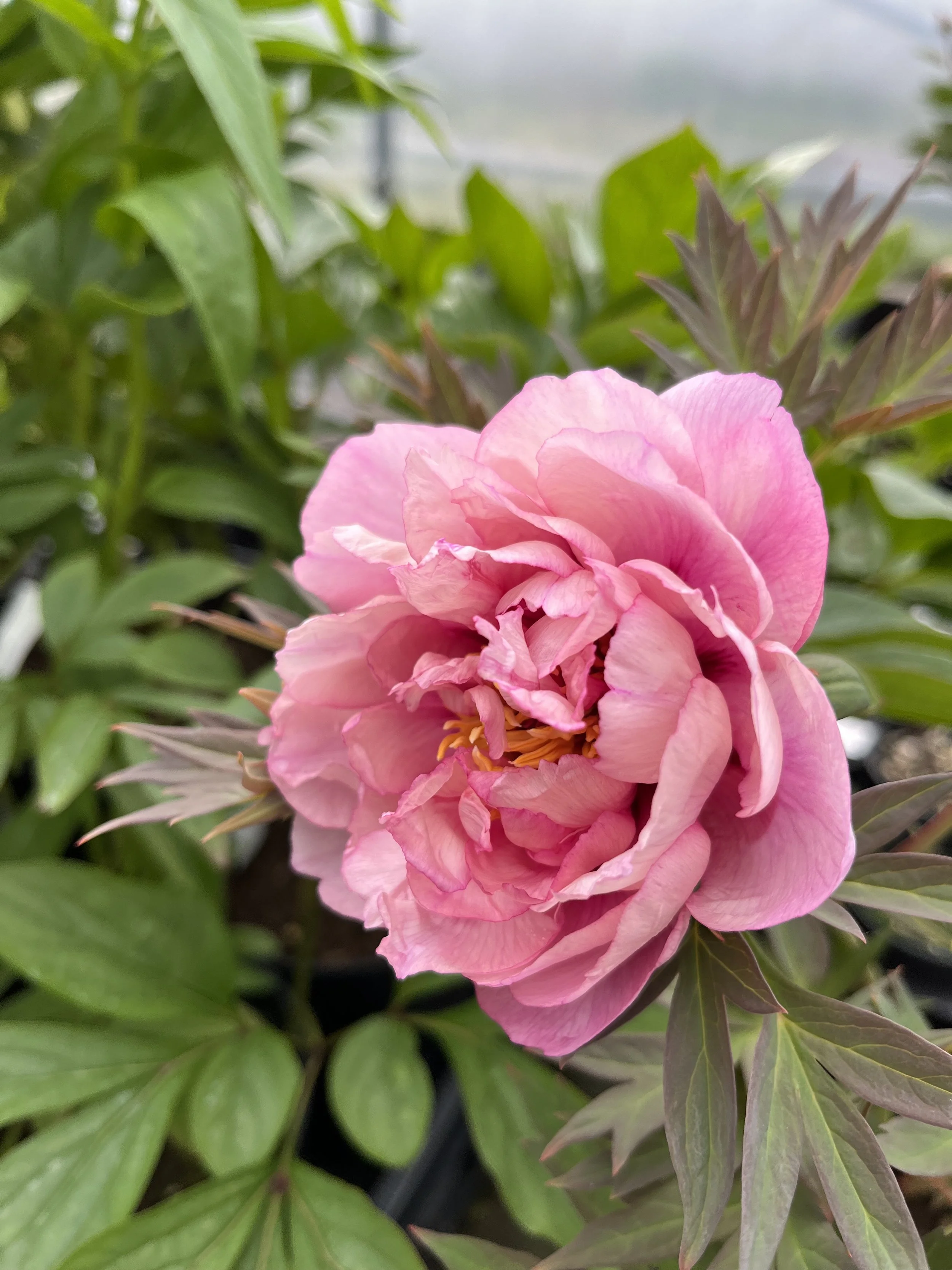 PAEONIA (Tree) 'Waucedah Princess' — Binny Plants