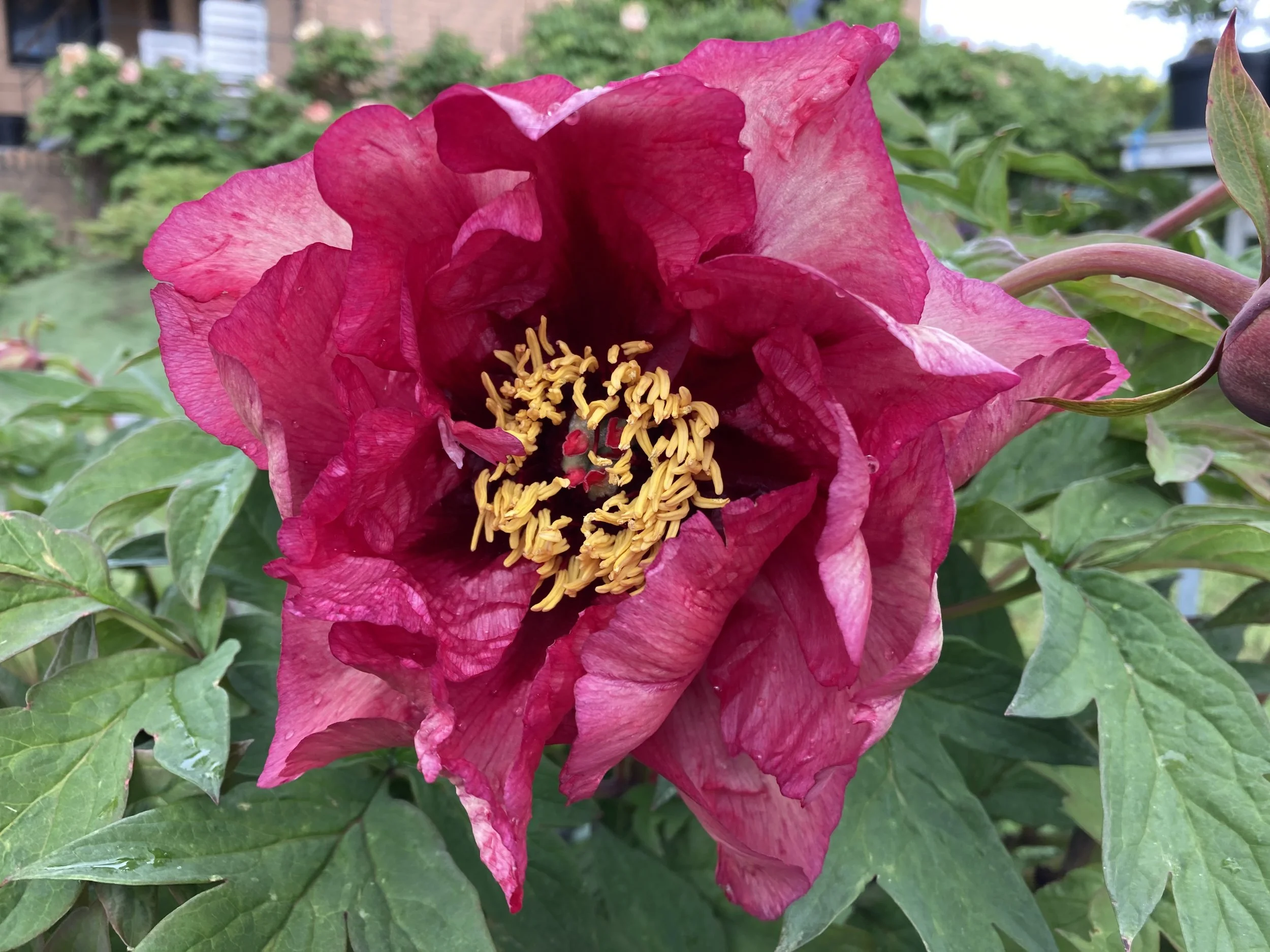 paeonia-tree-gauguin-binny-plants