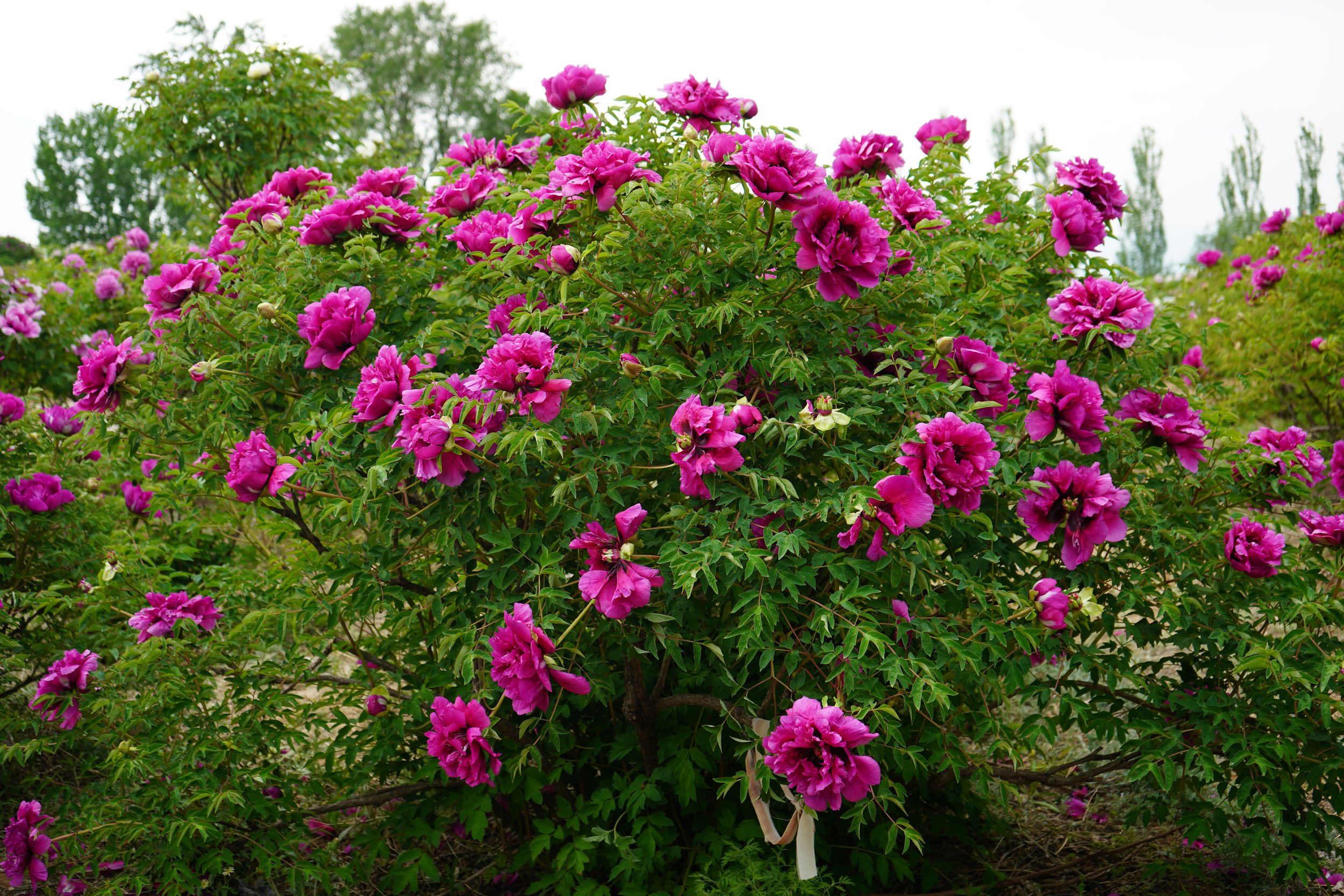 paeonia-tree-bei-ji-guang-binny-plants