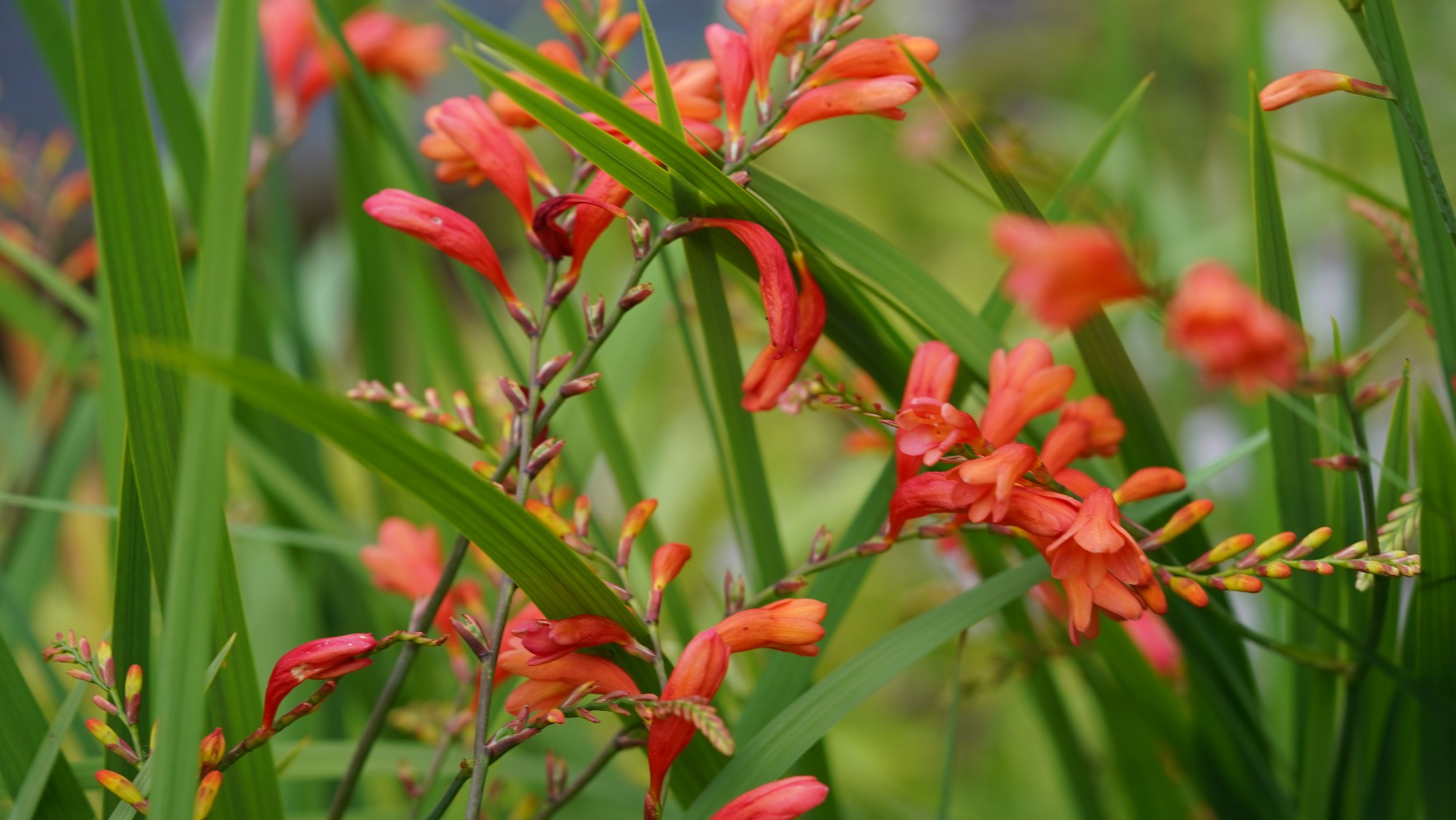 Crocosmia pottsii 'Culzean Pink' — Binny Nursery