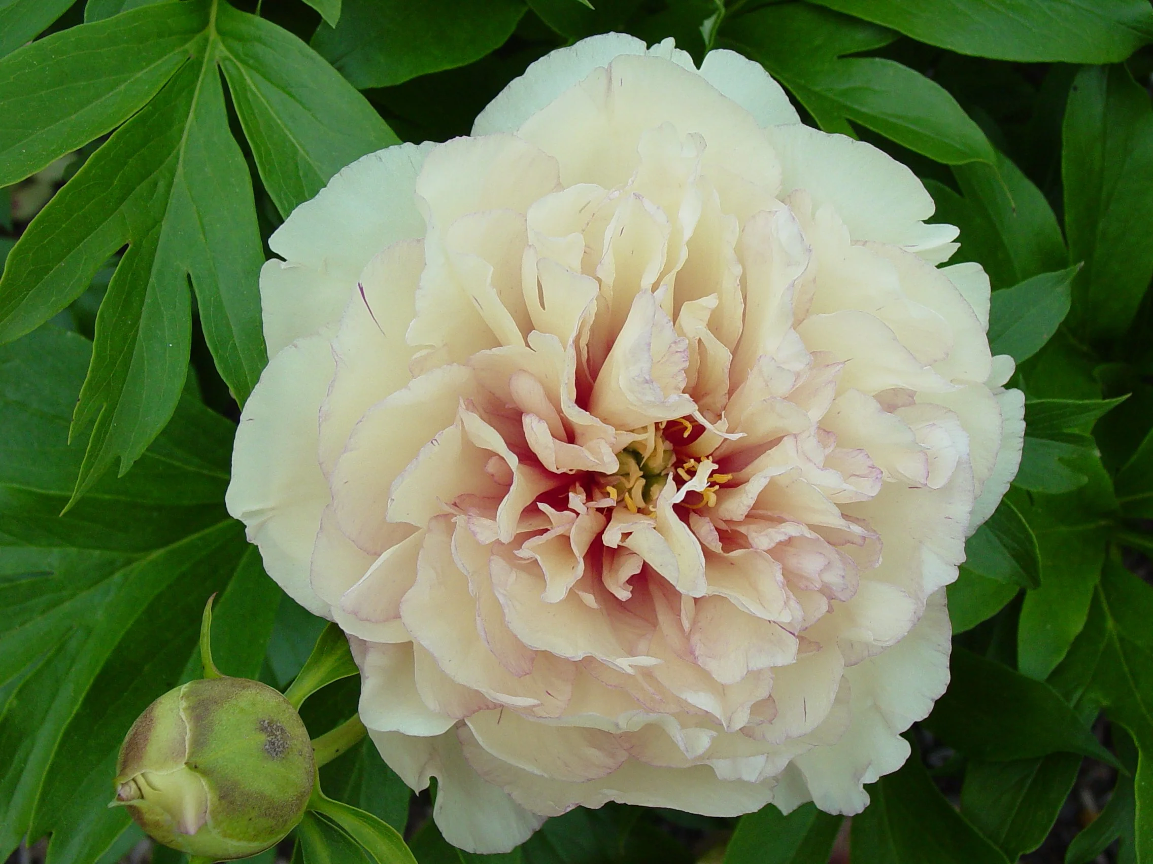 Paeonia Scrumdidleumptious. 1.jpg