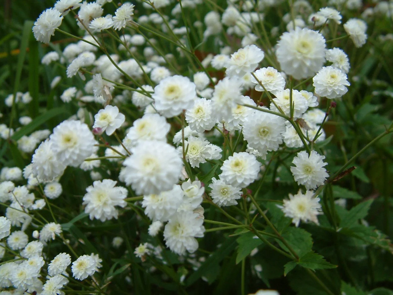 Ranunculus aconitifolius Flora plena.jpg