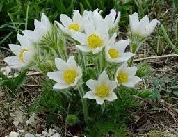 Pulsatilla vulgaris 'Alba'