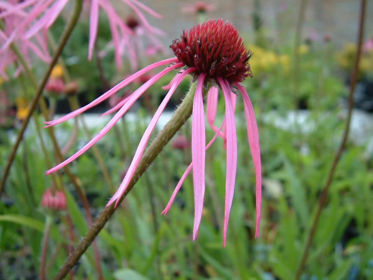 Echinacea pallida1.jpg