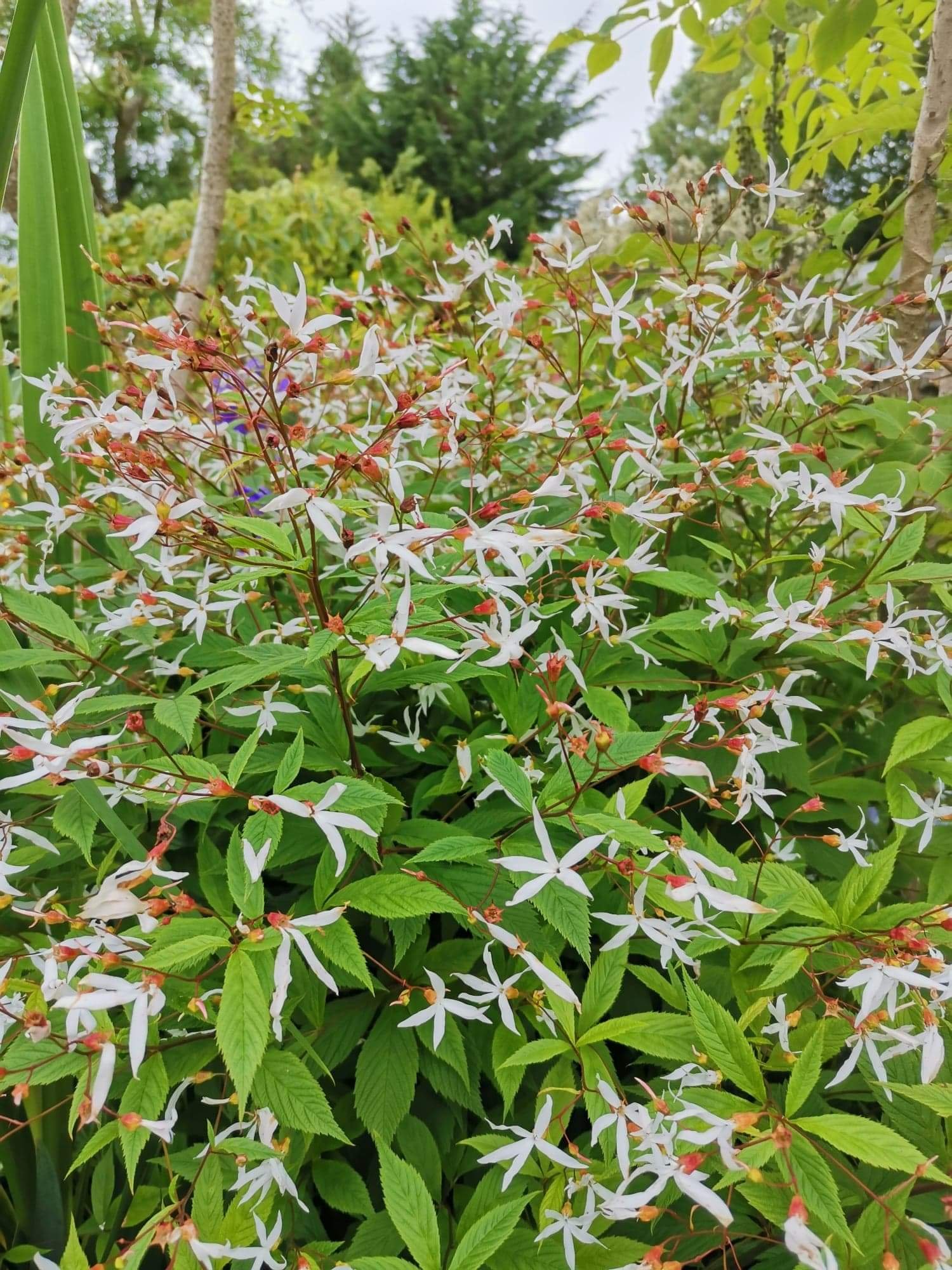 GILLENIA trifoliata.jpeg