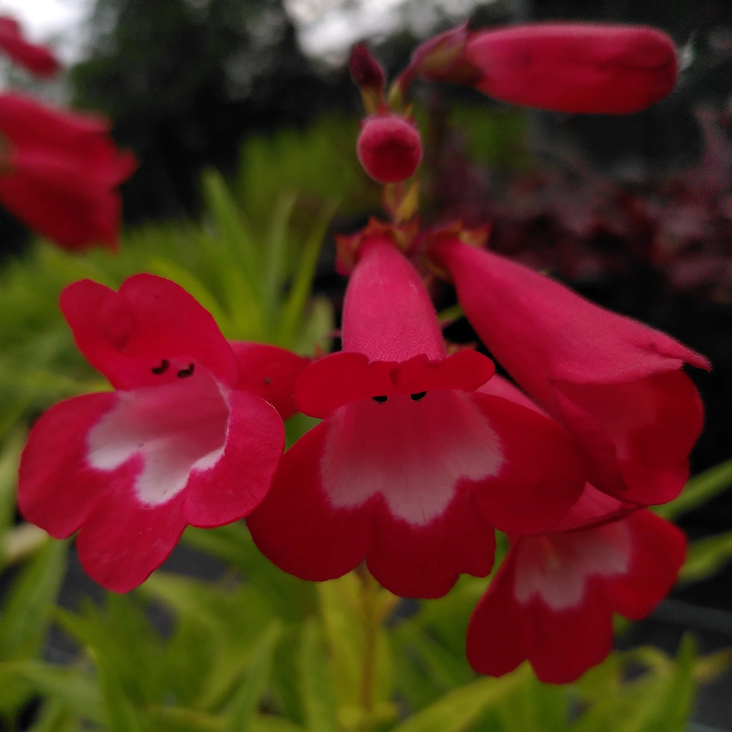 Penstemon 'George Home'