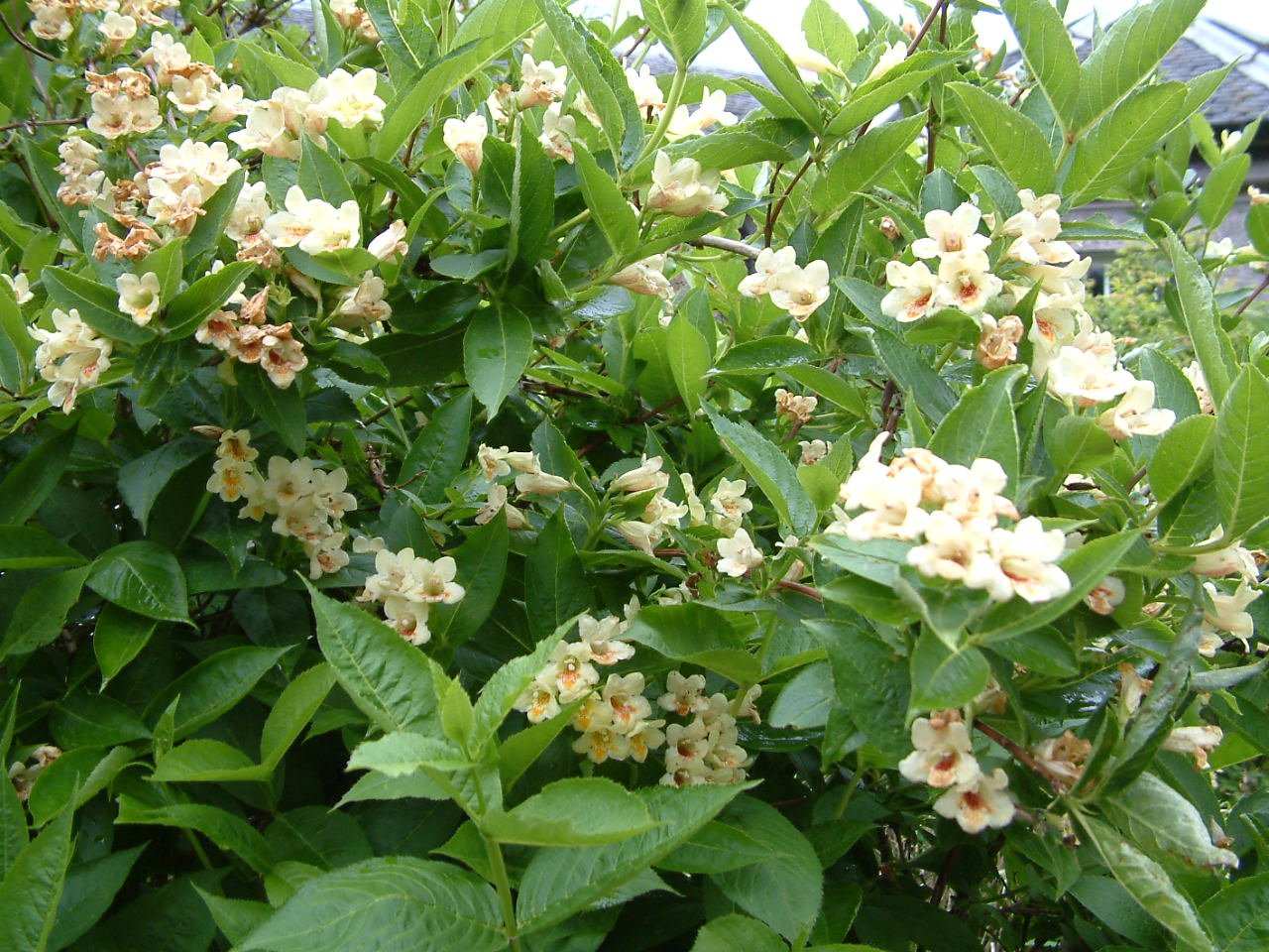 Weigela middendorffiana.jpg