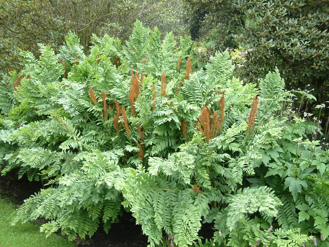 Osmunda regalis purpurescens