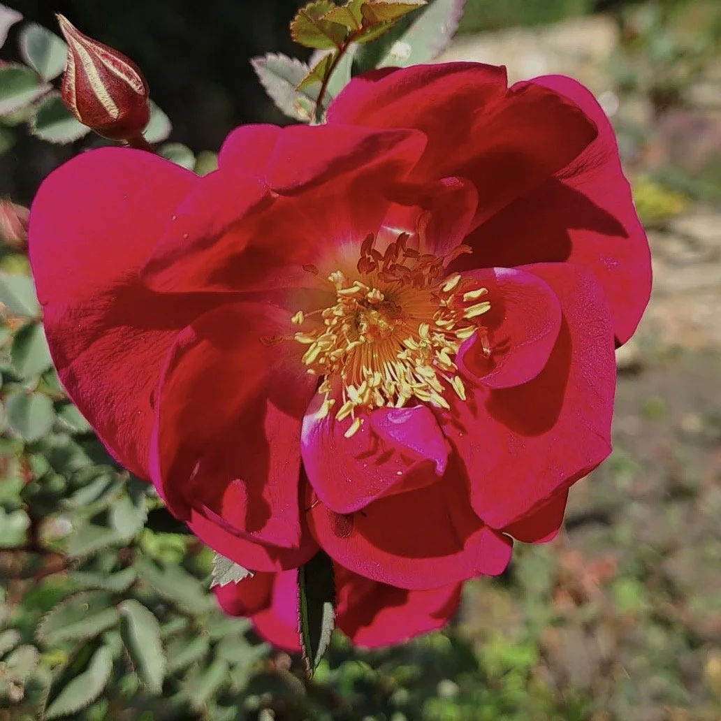 Rosa spinosissima 'William III'