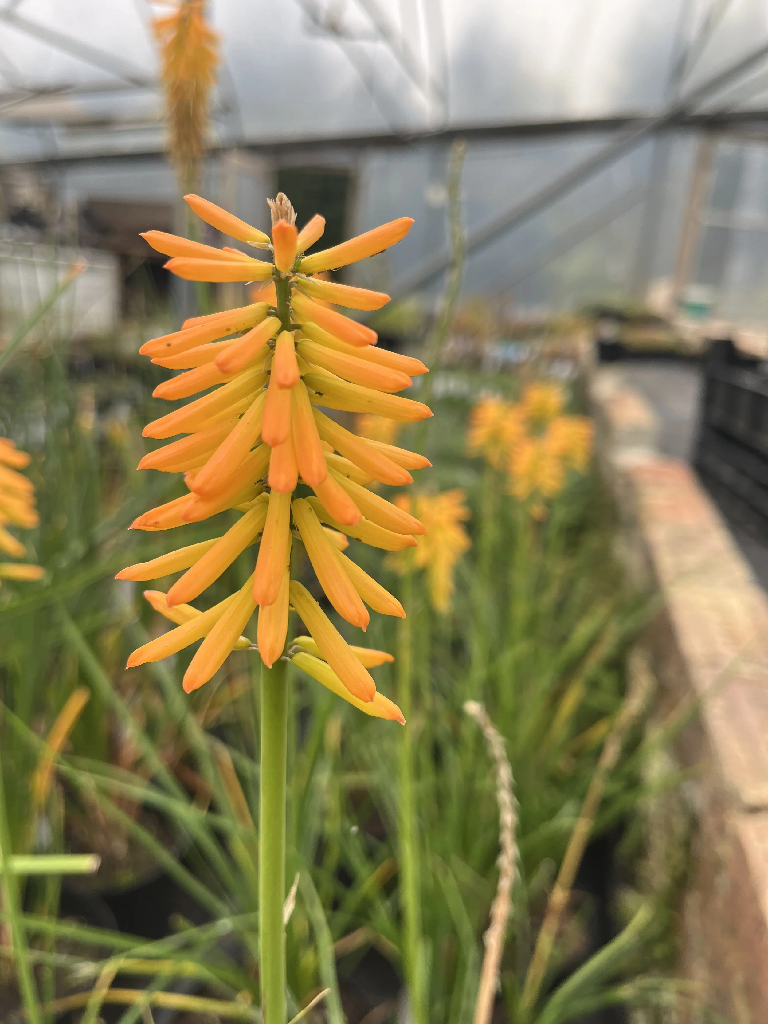 Knip mango pospicle.jpg