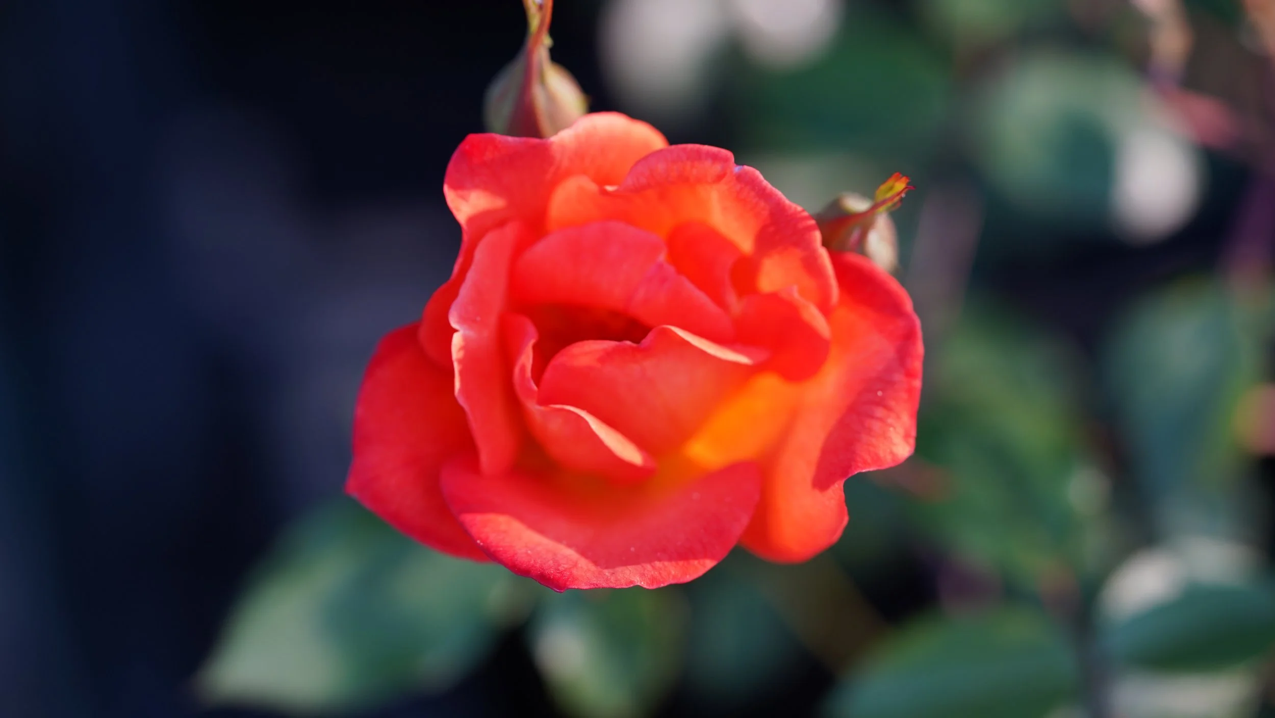 Rosa @warm Welcome' (2).JPG