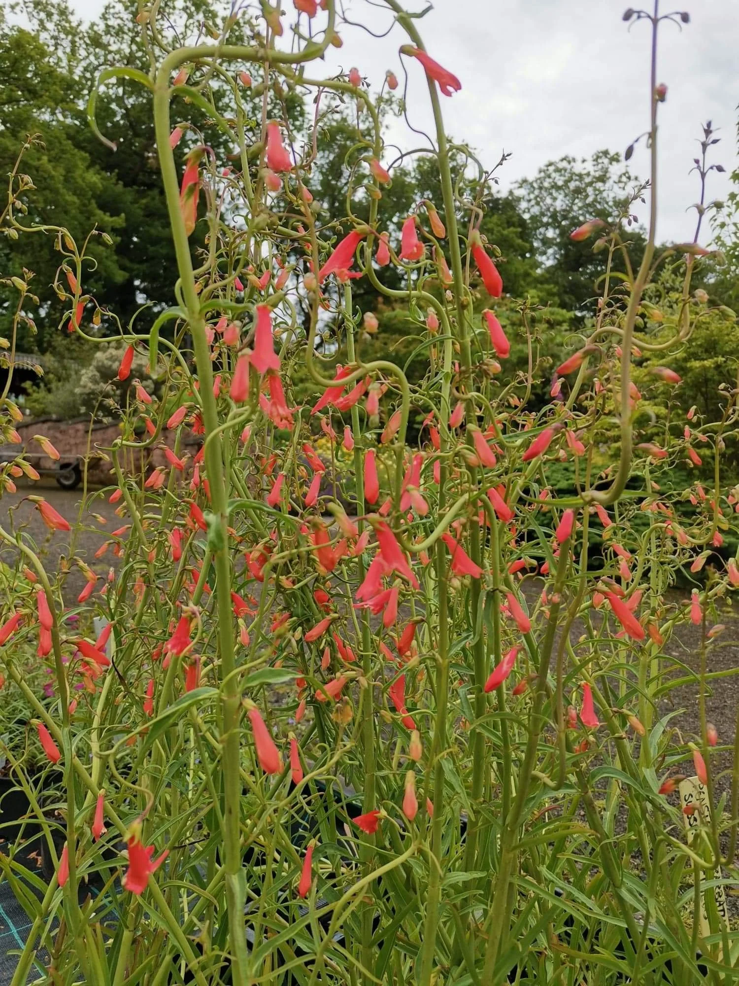 Penstemon barbatus subsp. coccineus