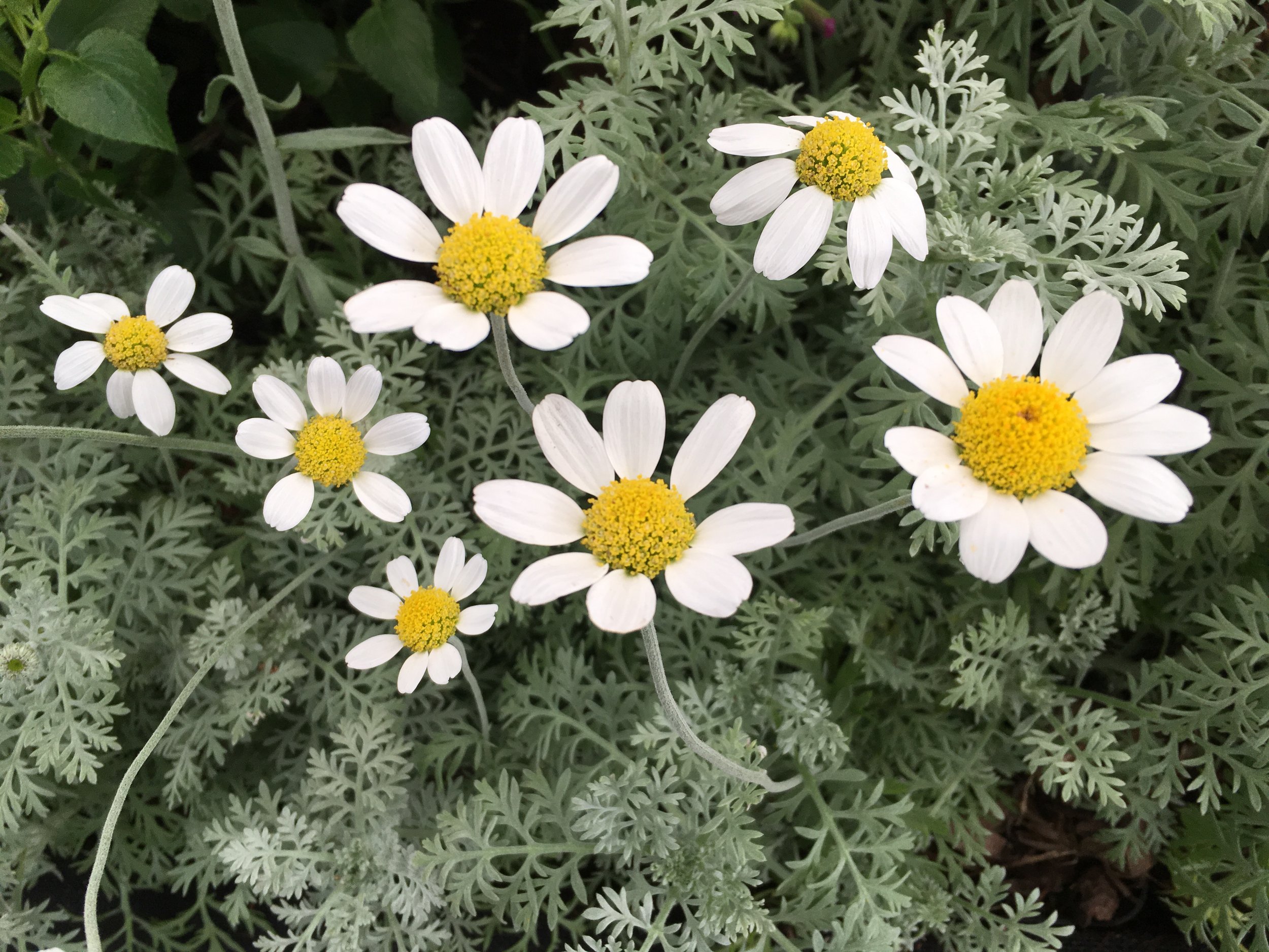 Anthemis punctata subsp. cupaniana