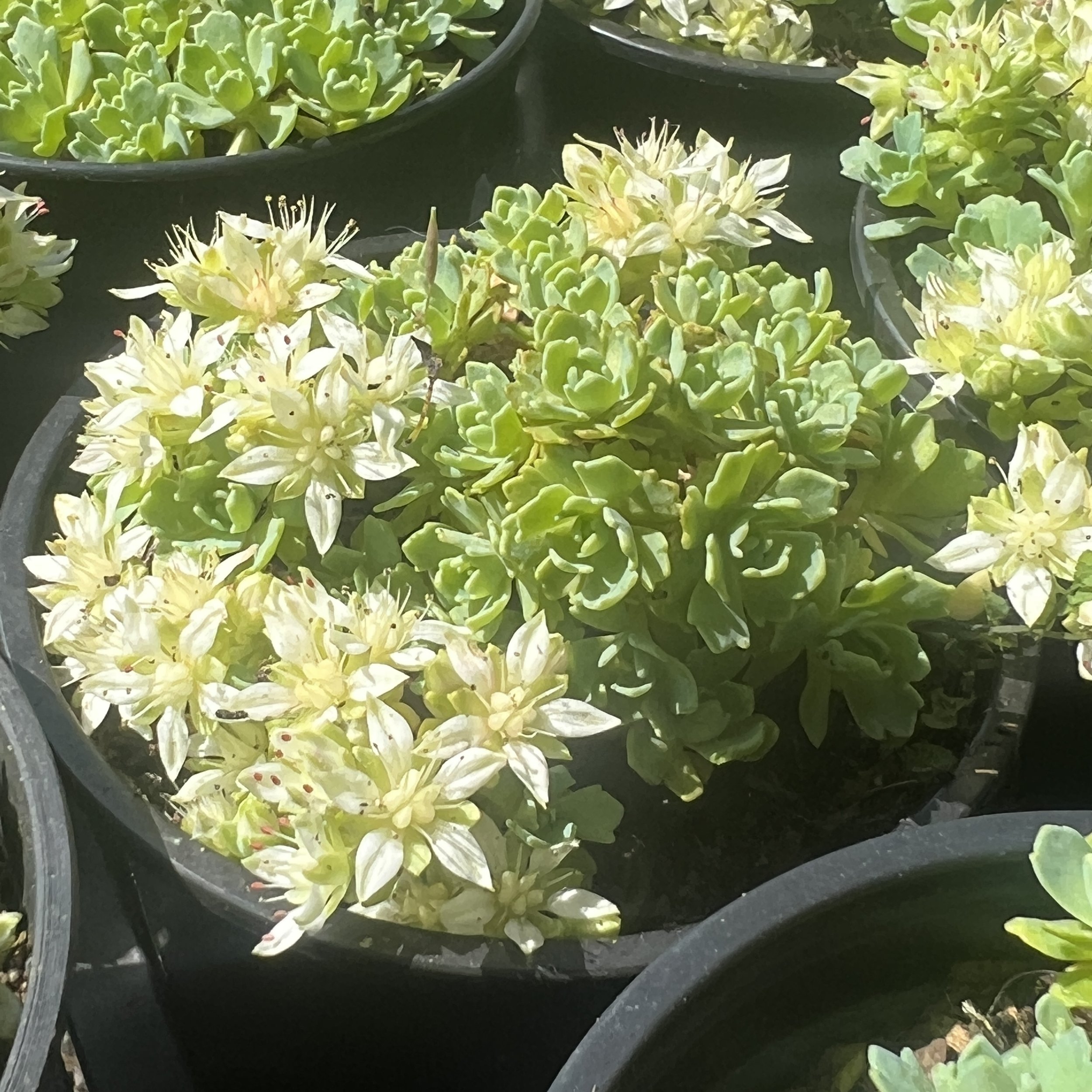 Sedum pachyclados