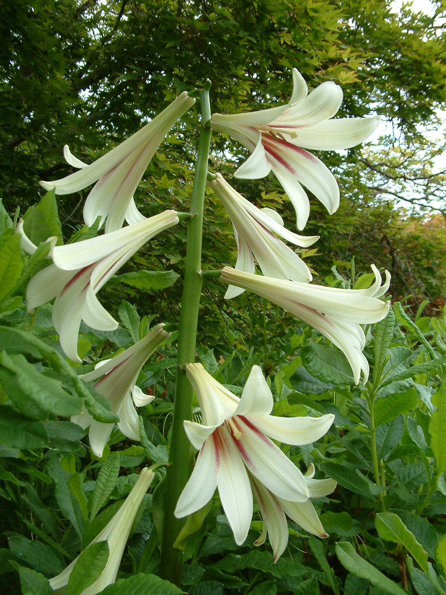 Cardiocrinum giganteum.jpg