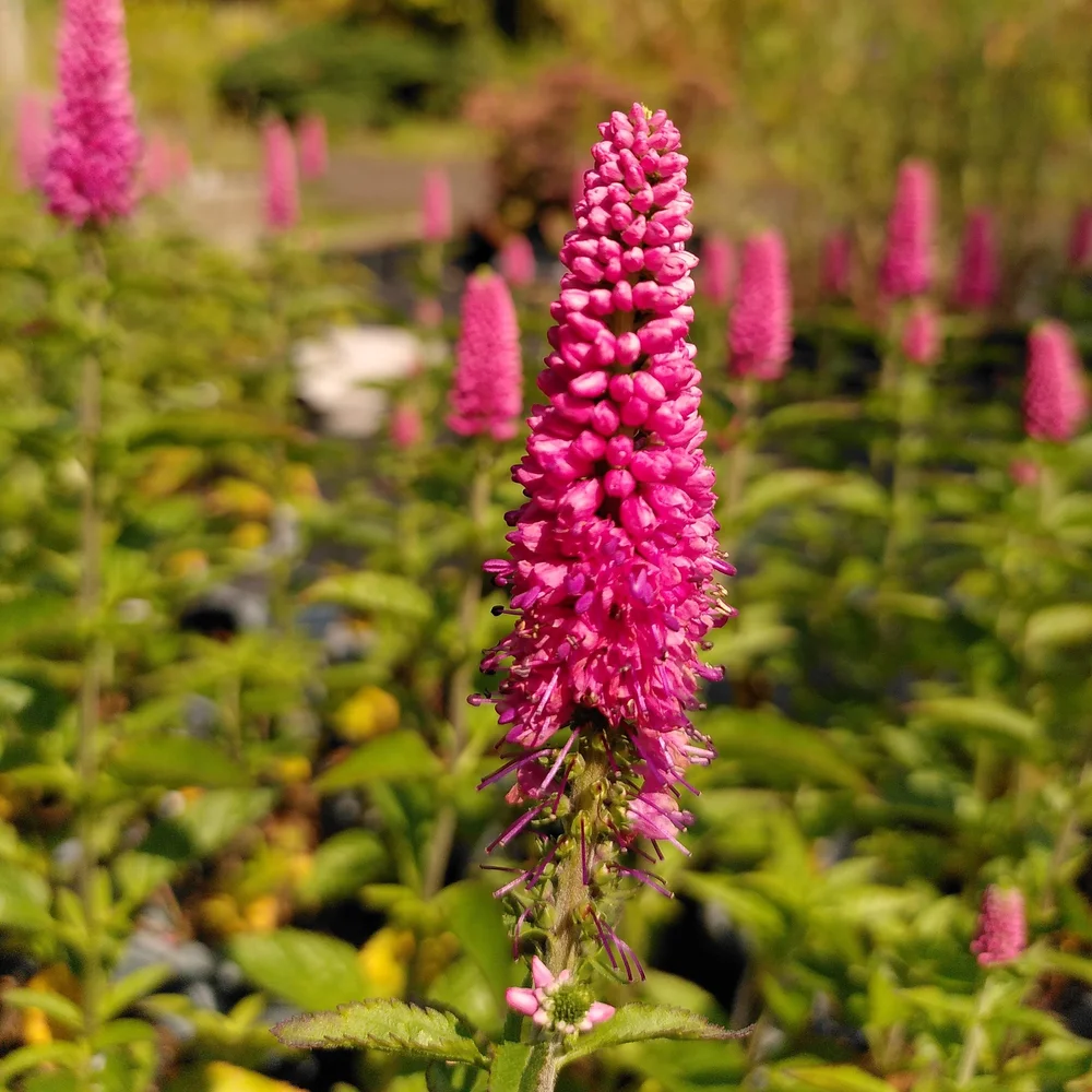 Veronica 'First Love'  Binny Nursery