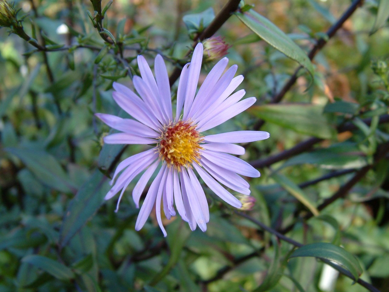 Aster 'Vasterival'
