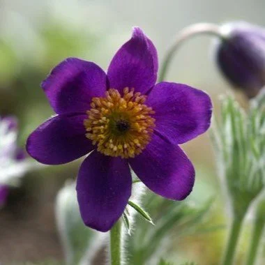 Pulsatilla Violet Shades.jpg