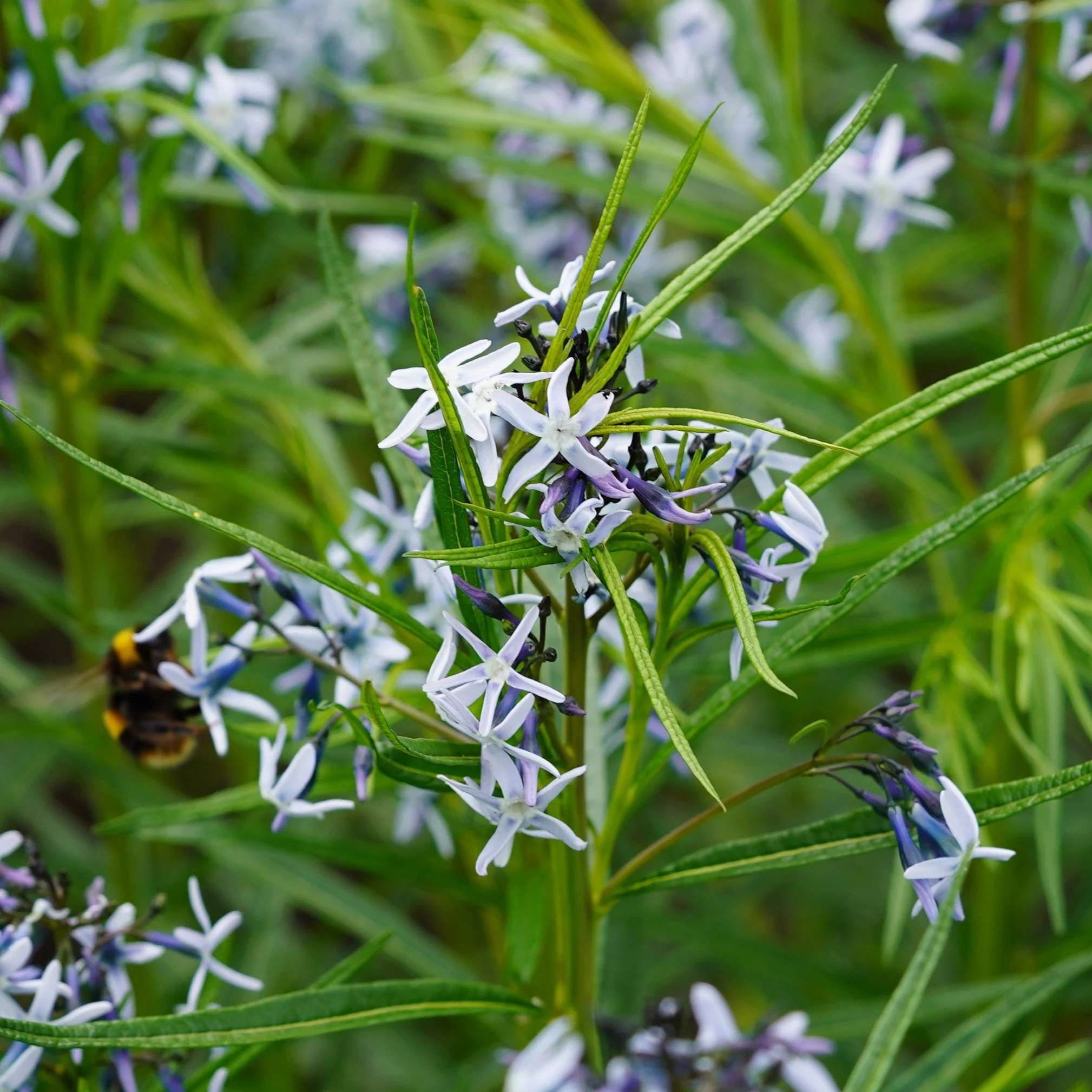 Amsonia+tabernamontana+%287%29.png