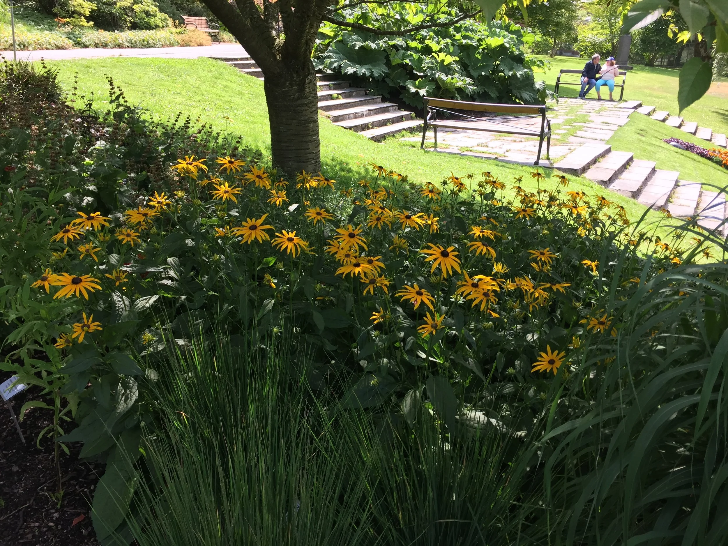 Rudbeckia.JPG