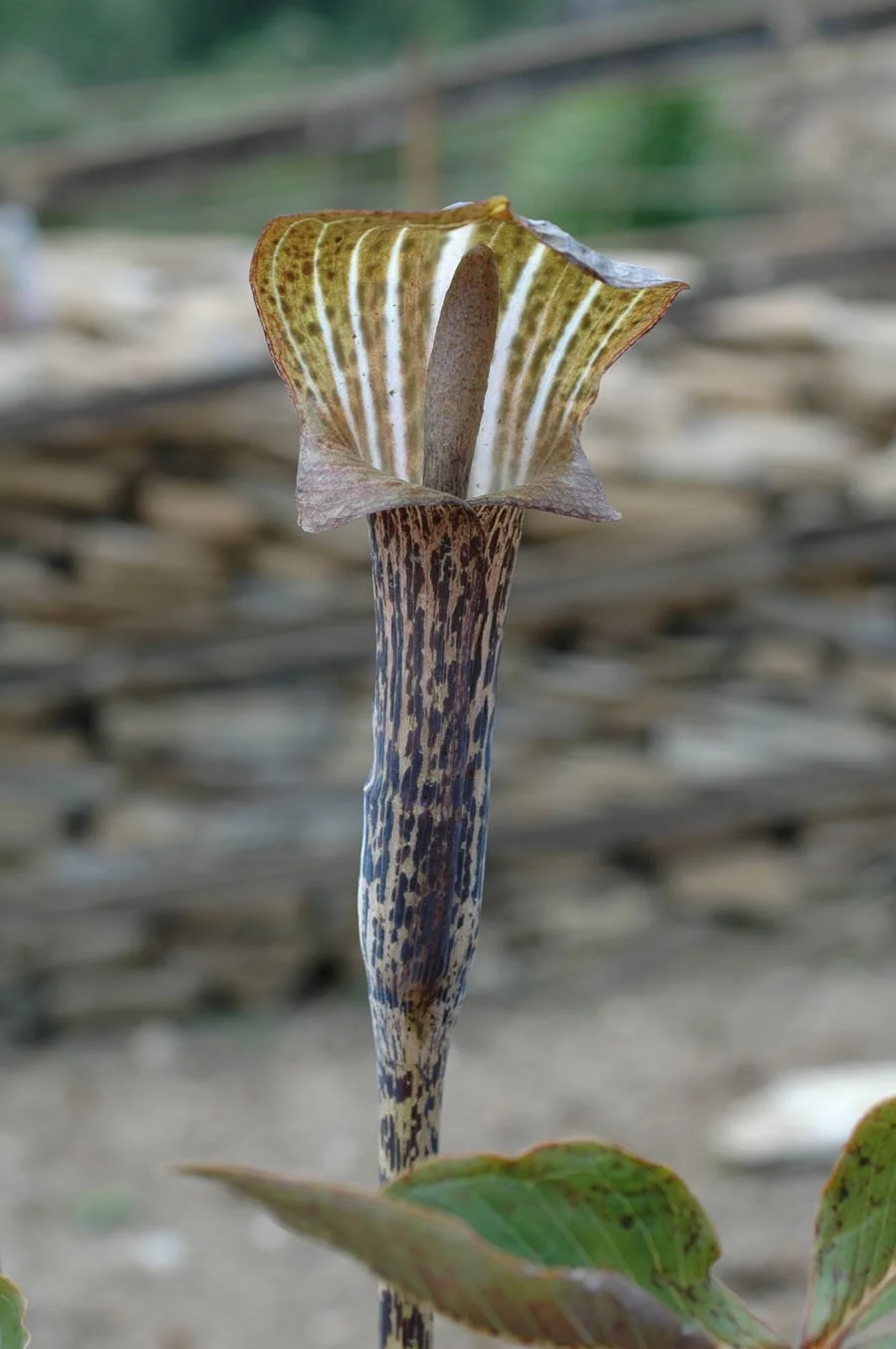 Arisaema nepenthoides