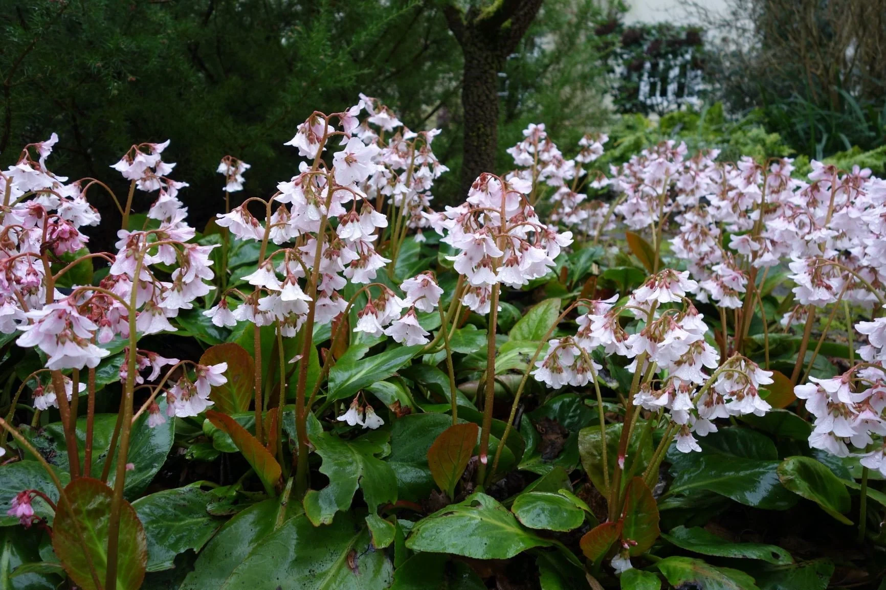 Bergenia 'Pink Ice'