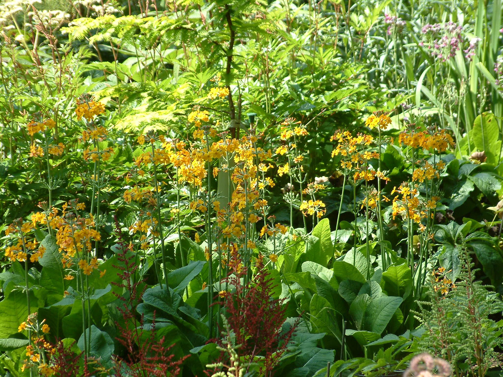 Primula bulleyana.jpg