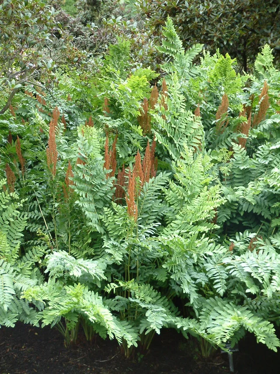 Osmunda regalis.jpg