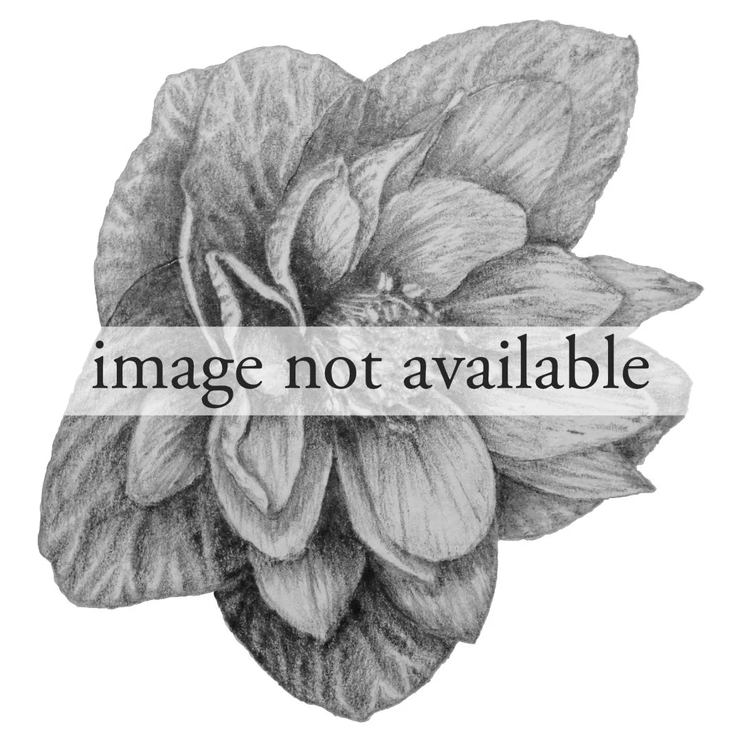 clematis-fremontii-binny-nursery