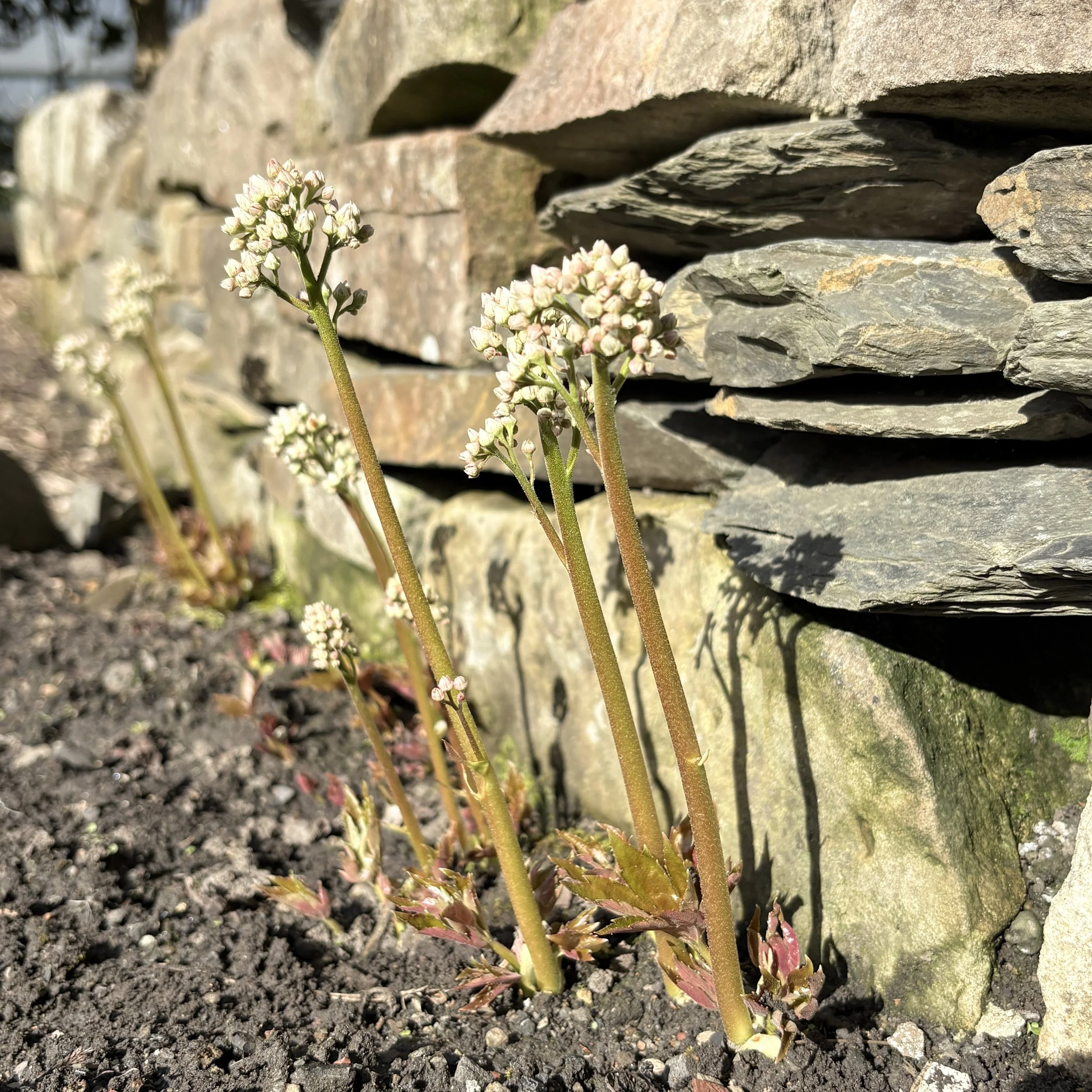 Mukdenia karasuba.jpg