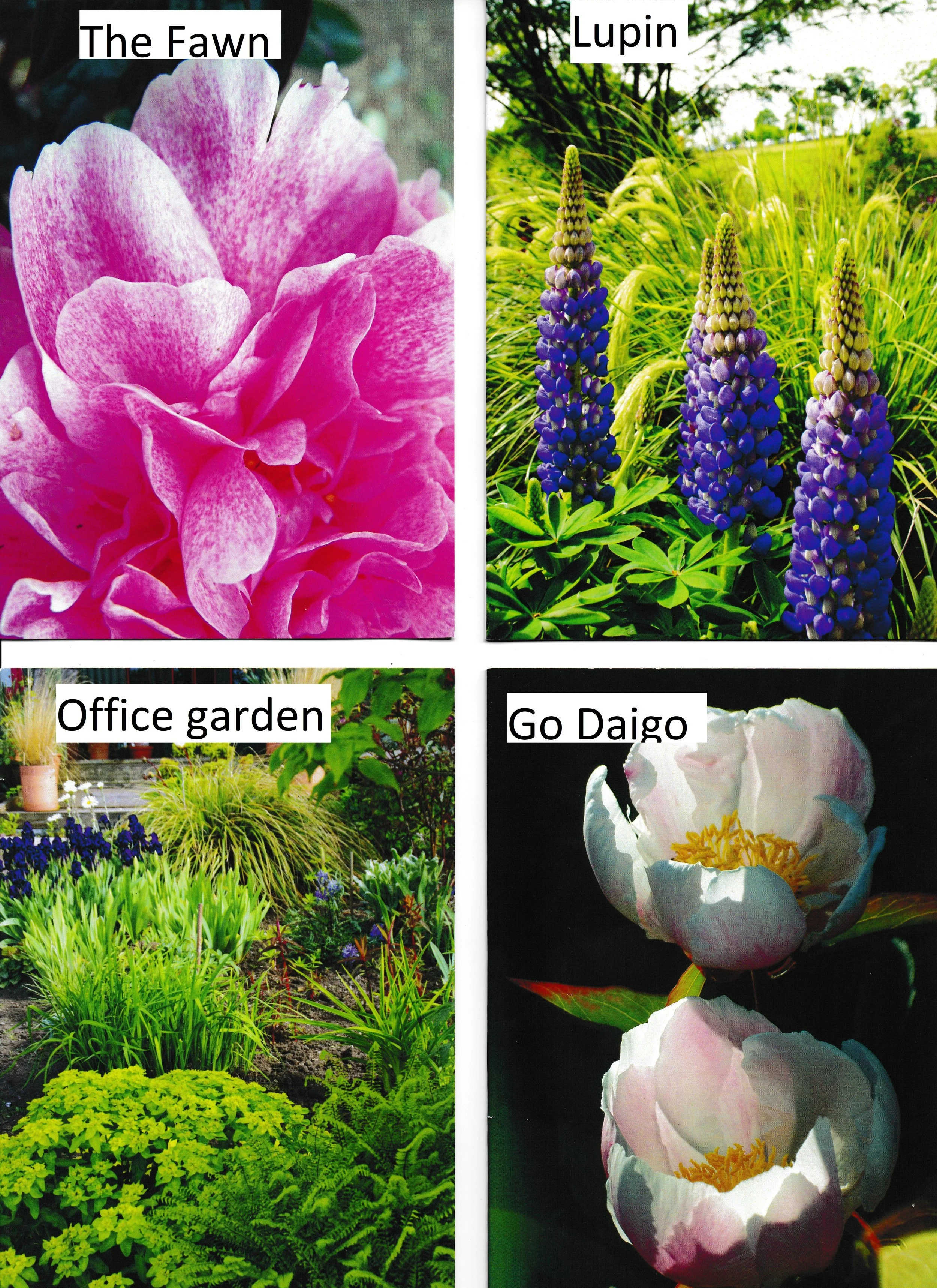 Gift voucher — Binny Plants