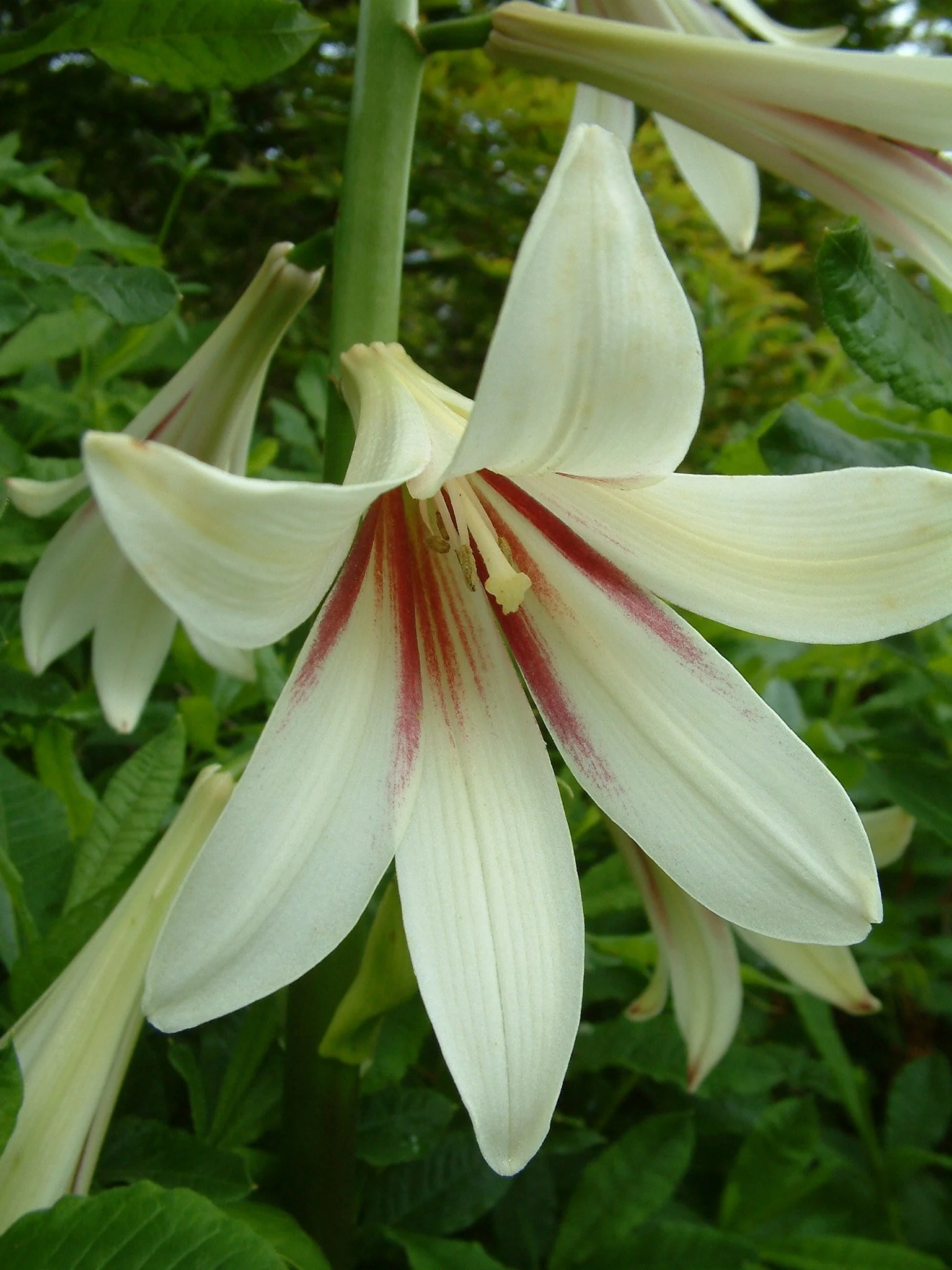 Cardiocrinum giganteum1.jpg
