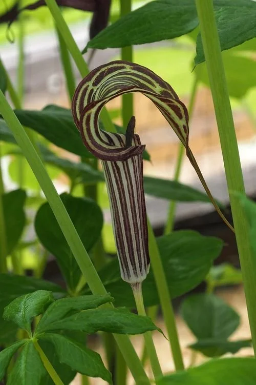 Arisaema propinquum