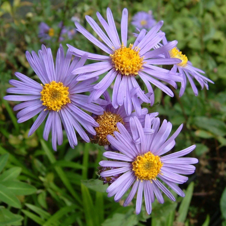 Aster amellus King George5.jpg