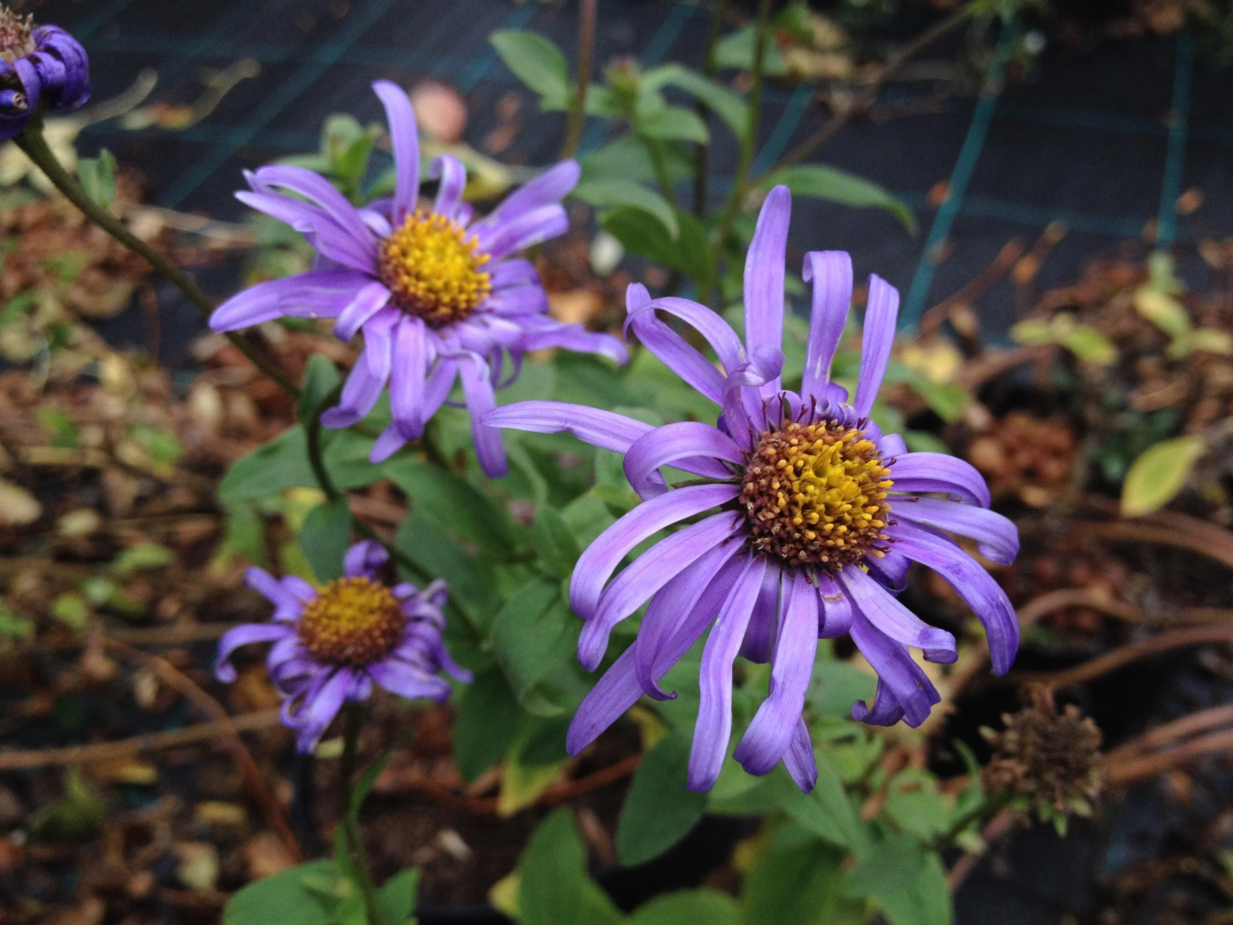 Aster x frikartii 'Monch'.jpg