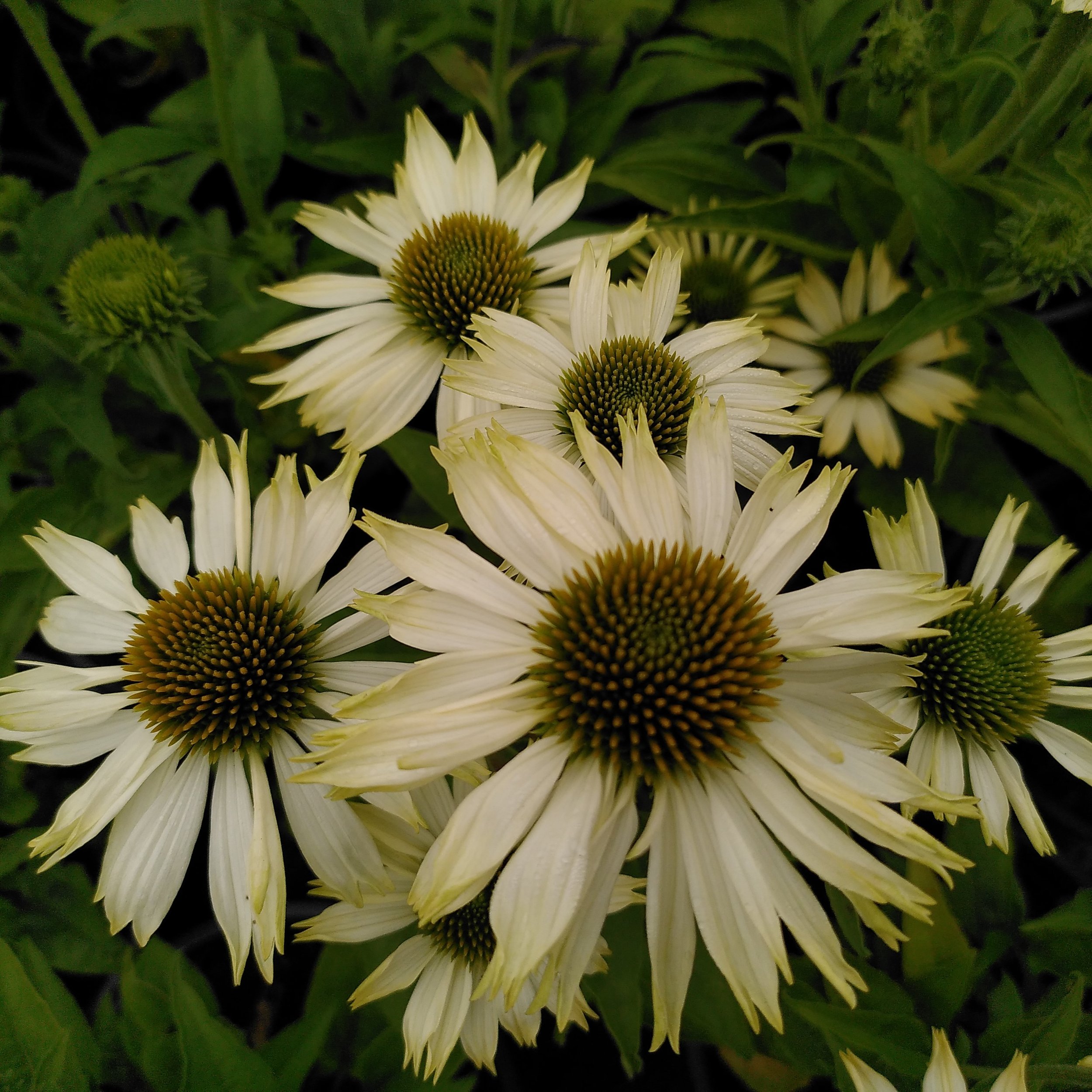 Echinacea 'Prairie Splendour White'2.jpg