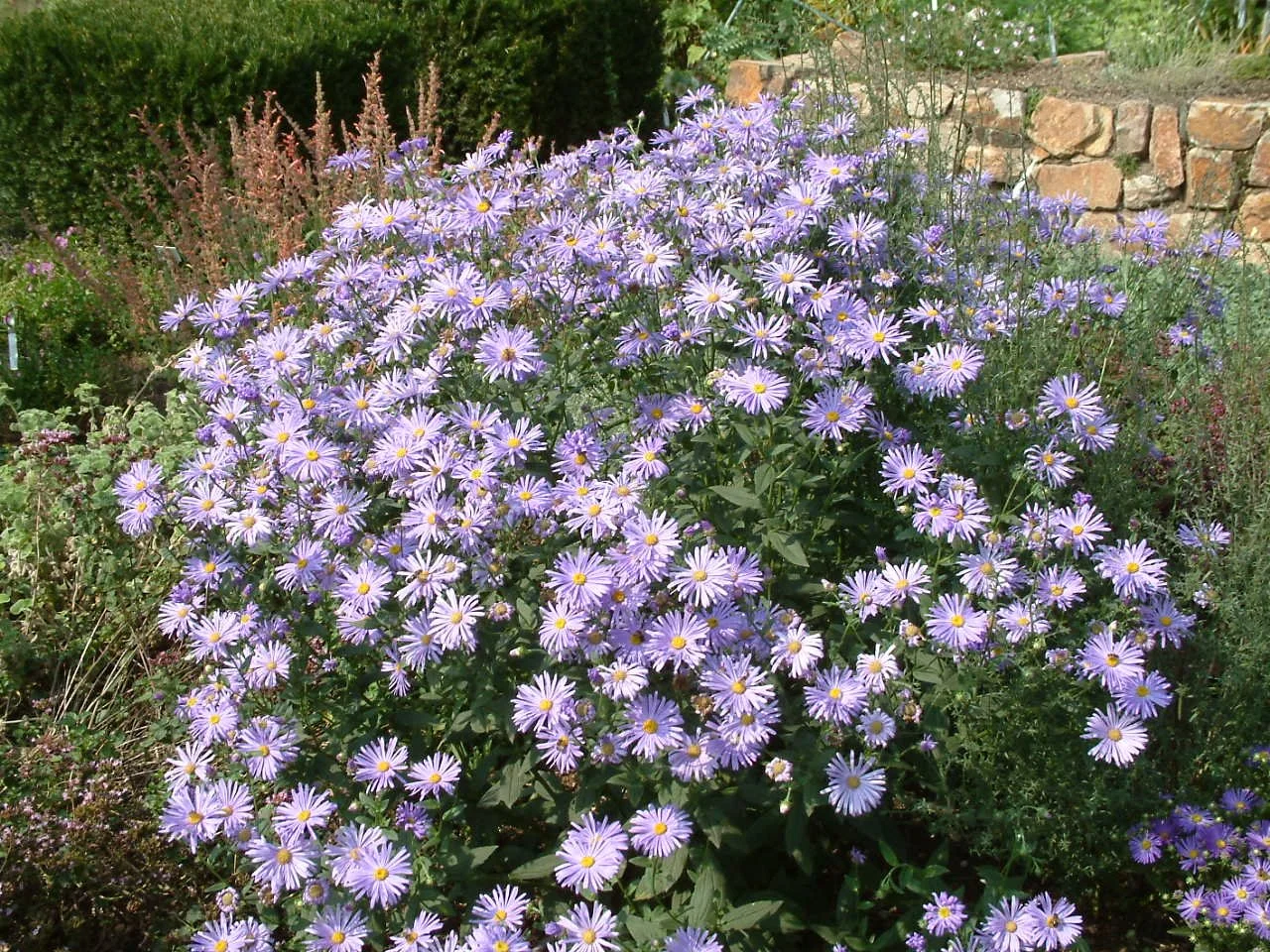 Aster thomsonii.jpg