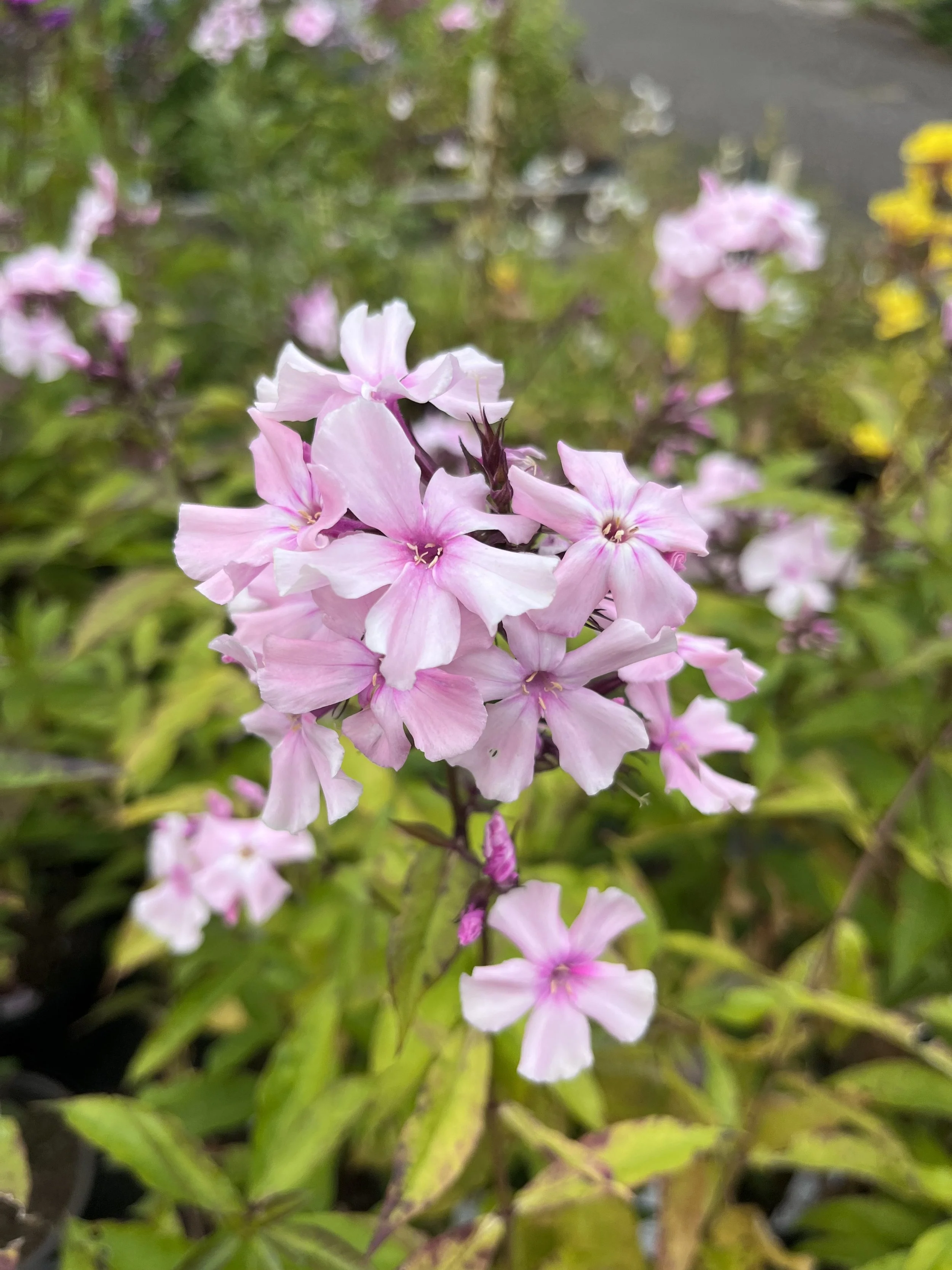 Phlox paniculata 'Rosa Pastell' — Binny Nursery
