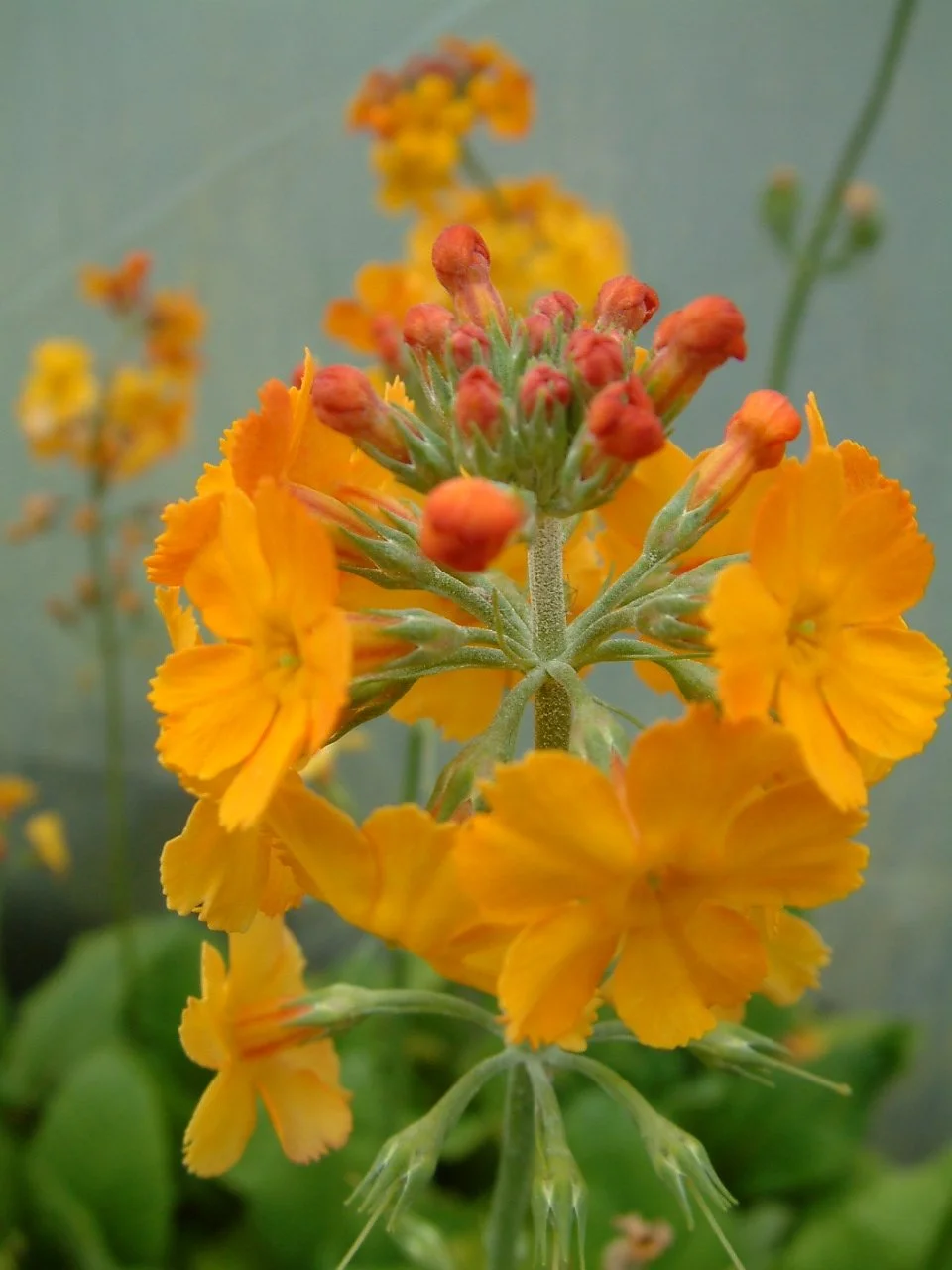 Primula chungensis.jpg