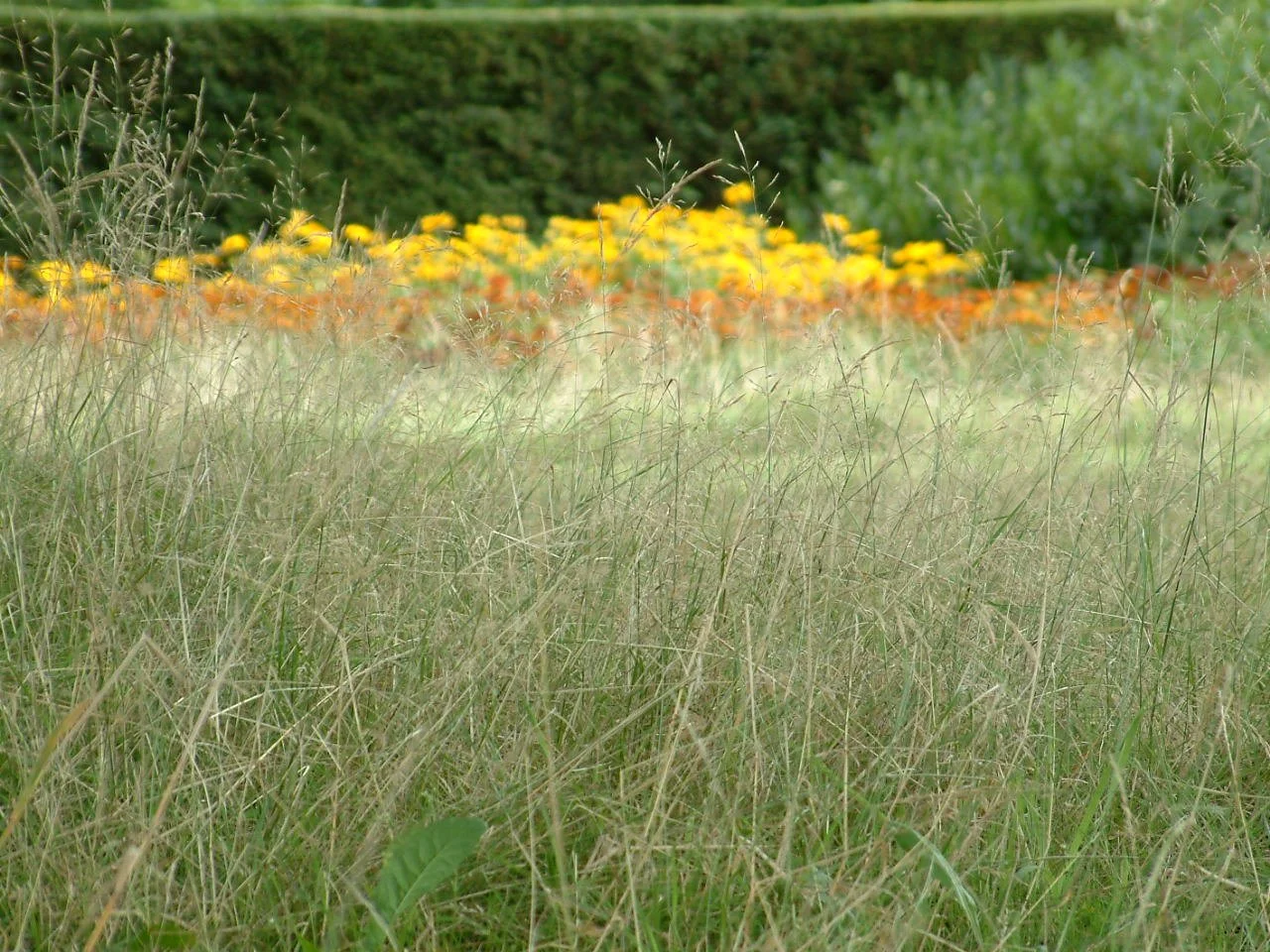 Rudbeckias.jpg