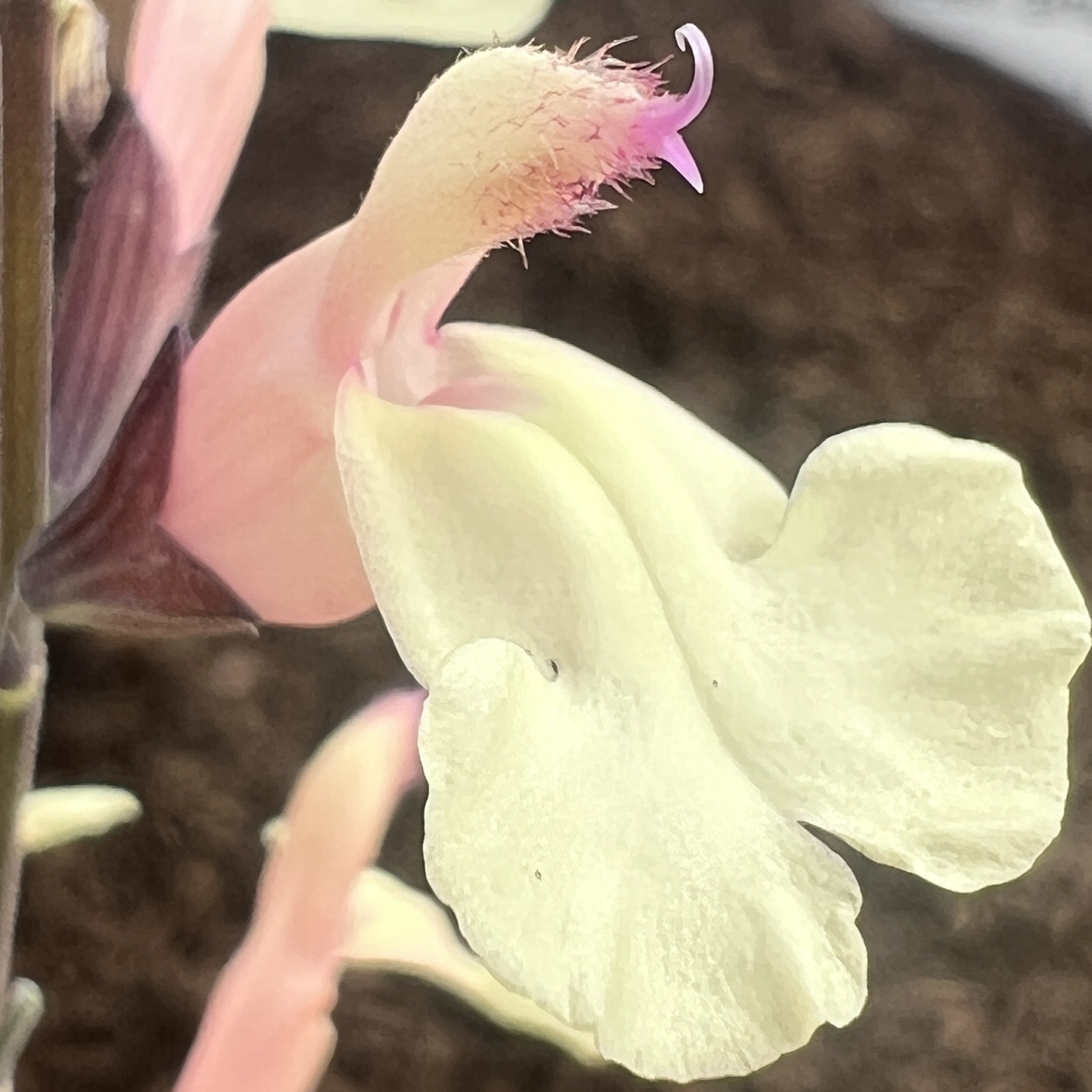 S tress yellow.jpg