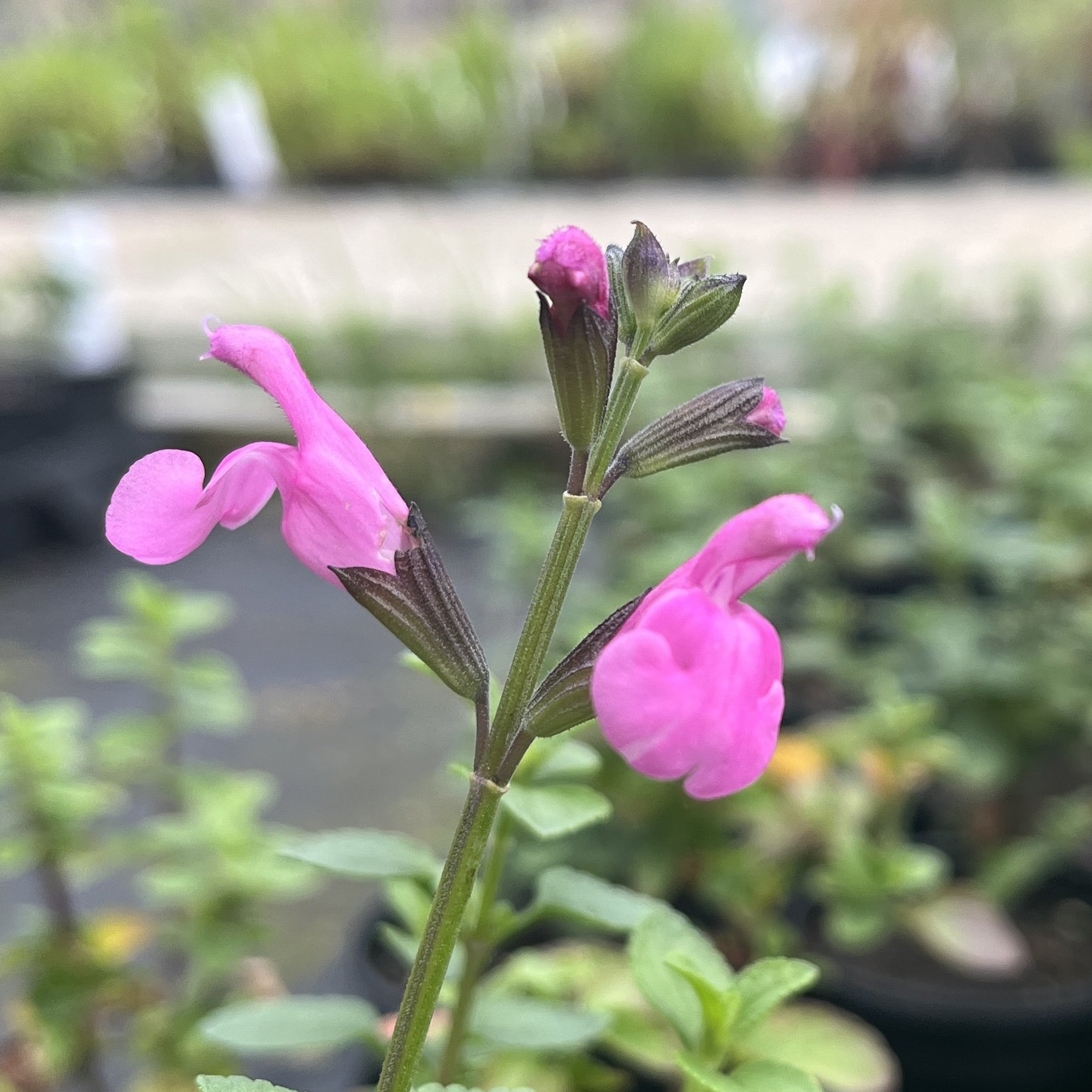Salvia 'Flower Child'