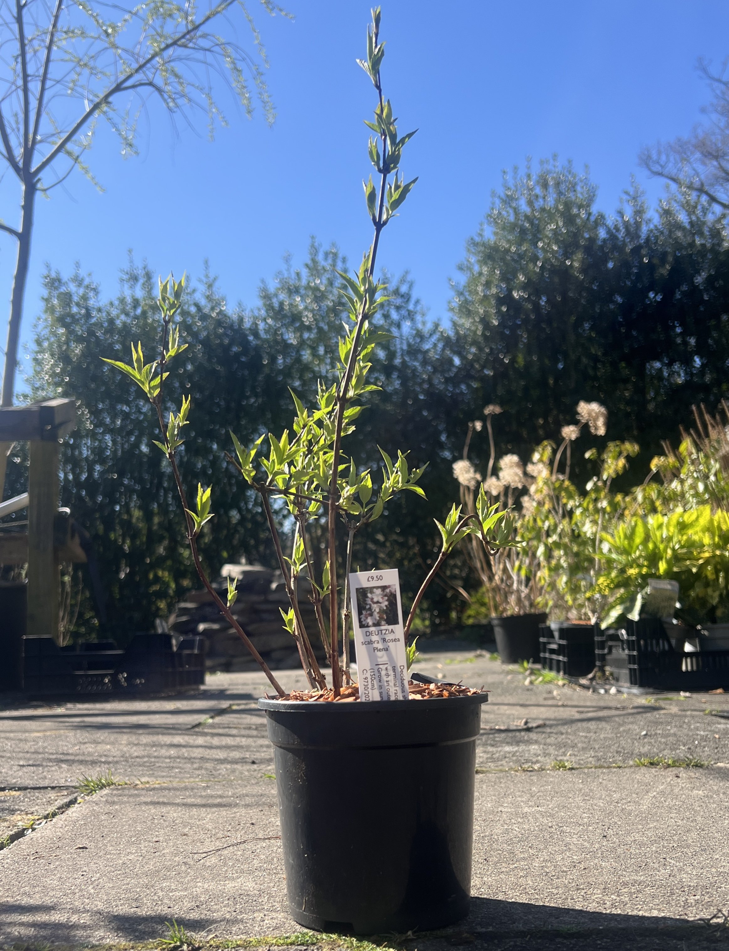 Deutzia scab ros plans.jpg